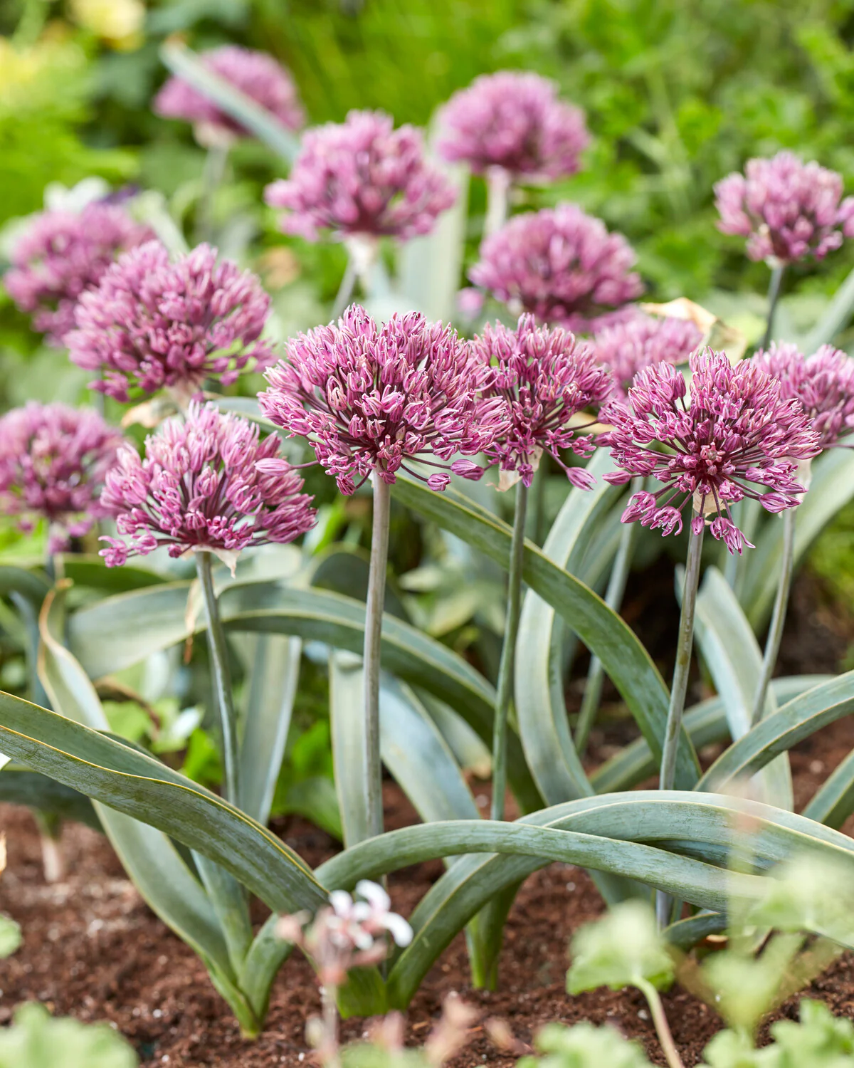 Allium 'Dallas' - Image 2