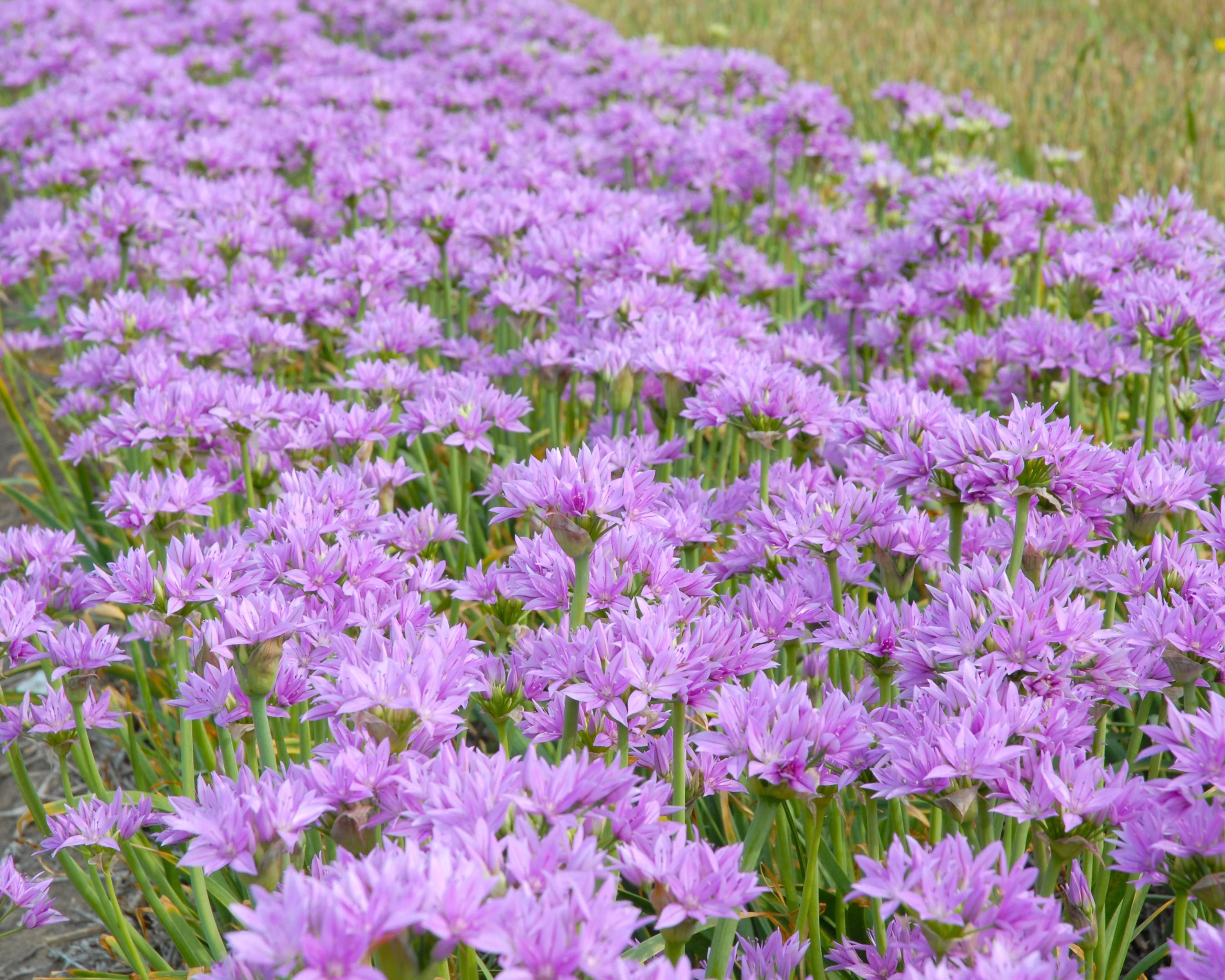 Allium 'Eros' - Image 2