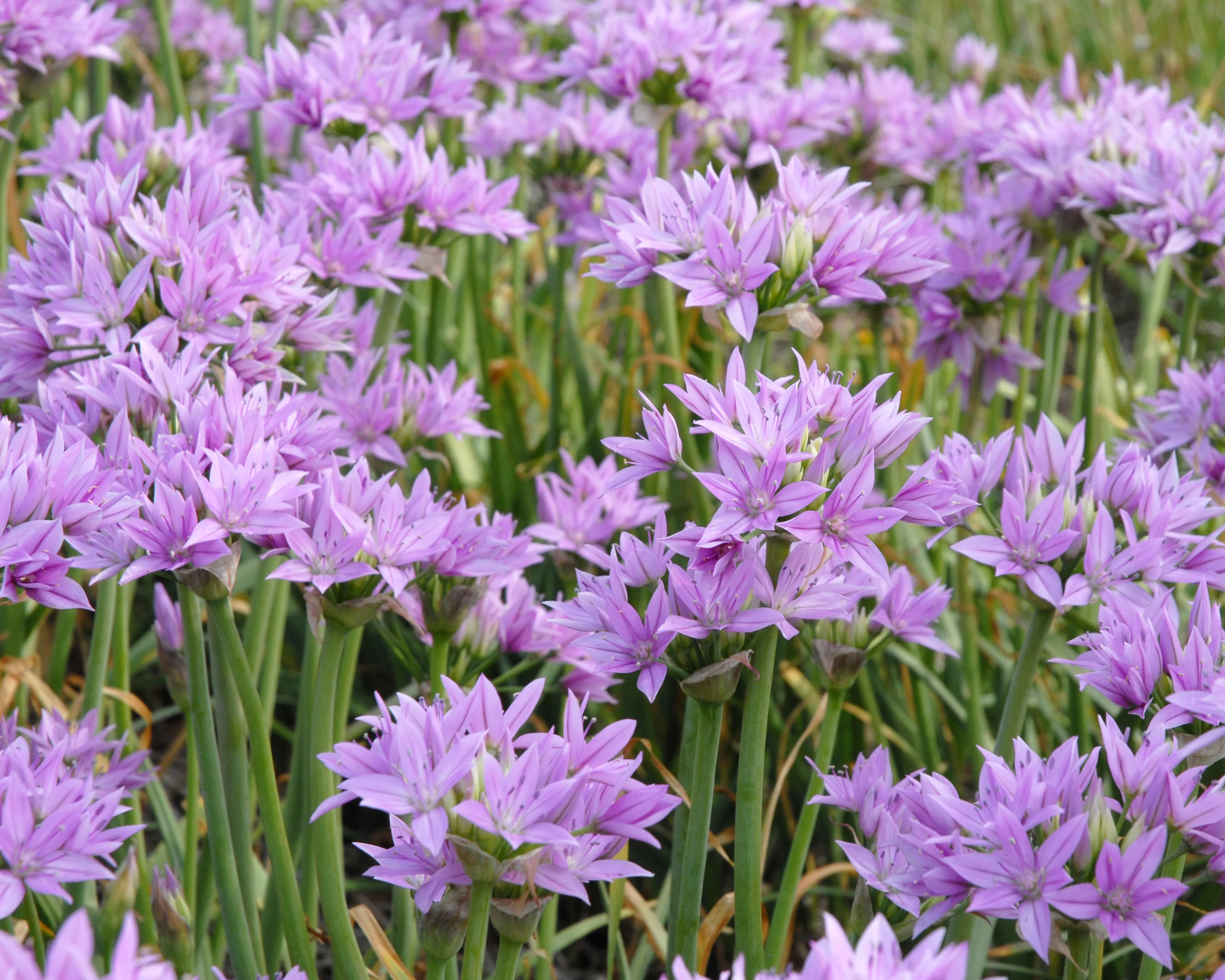 Allium 'Eros' - Image 3