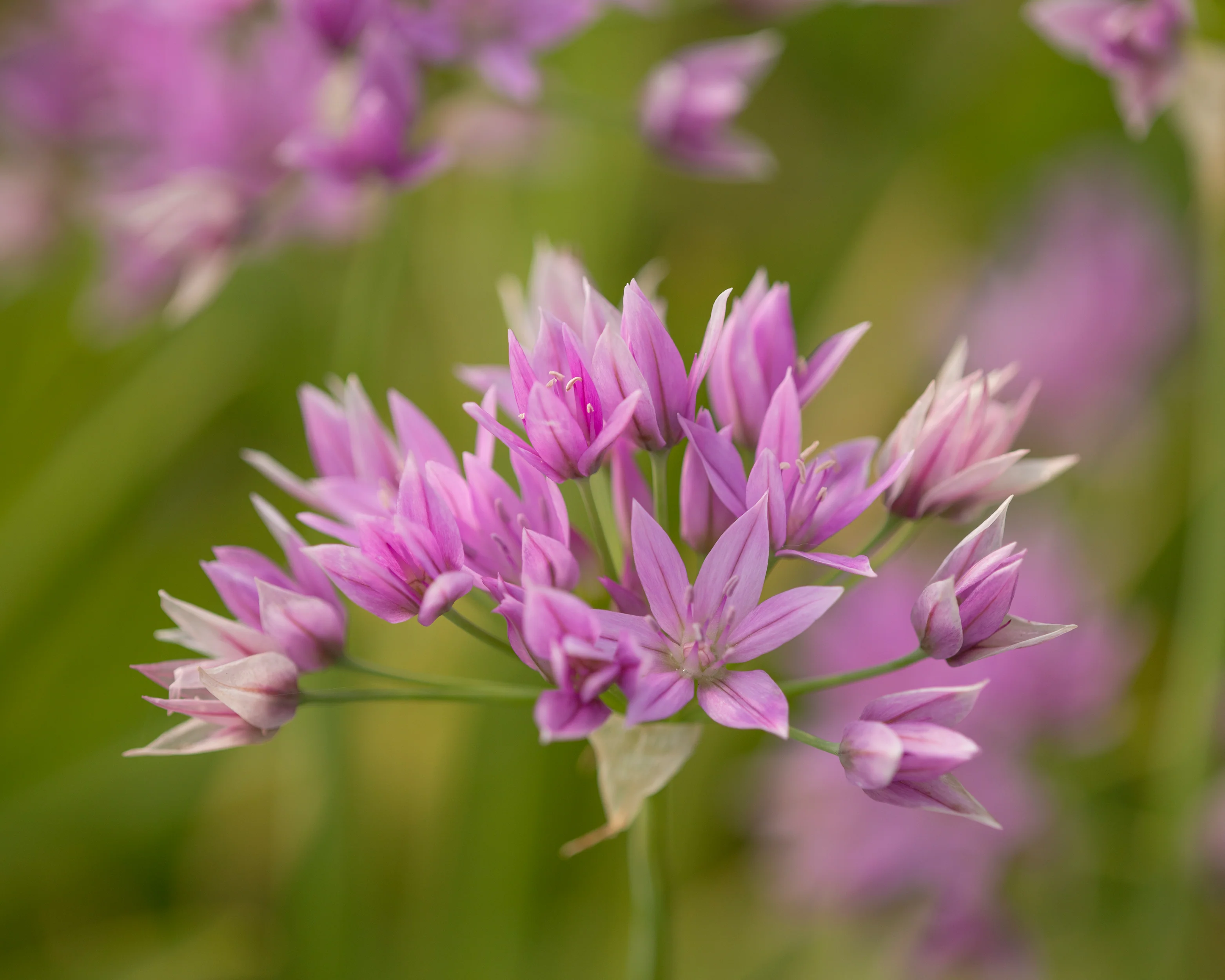 Allium 'Eros' - Image 4