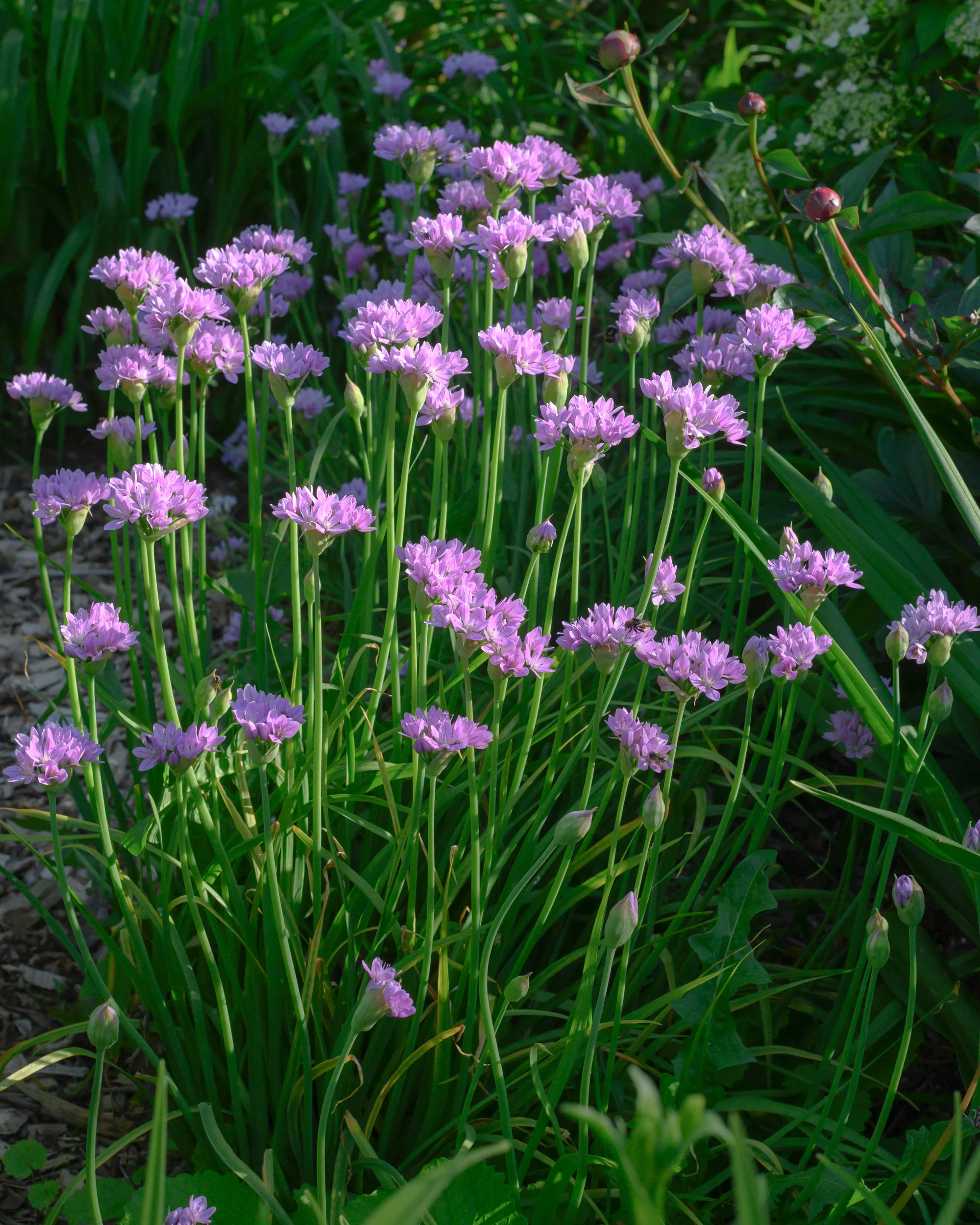 Allium 'Eros' - Image 5