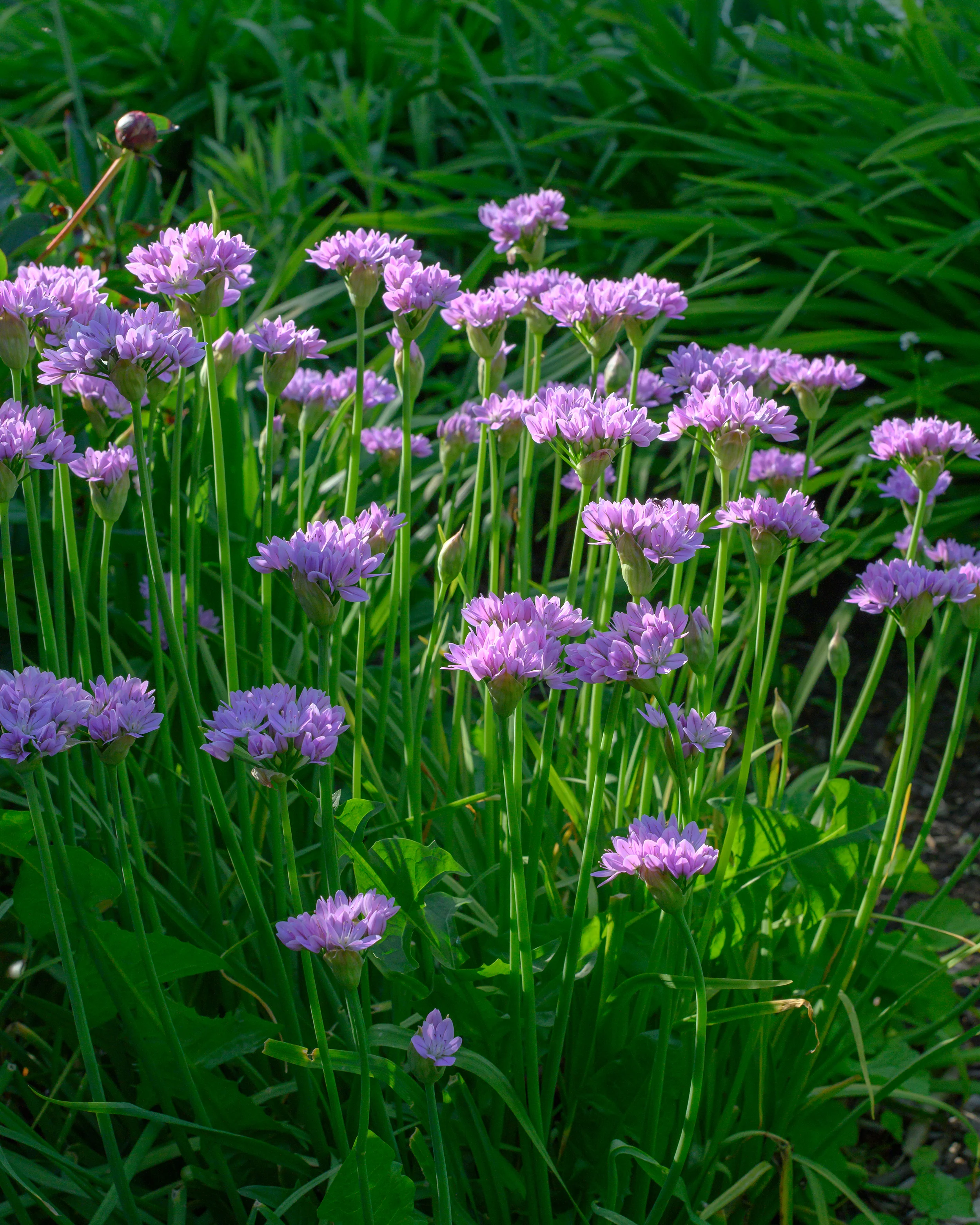 Allium 'Eros' - Image 6
