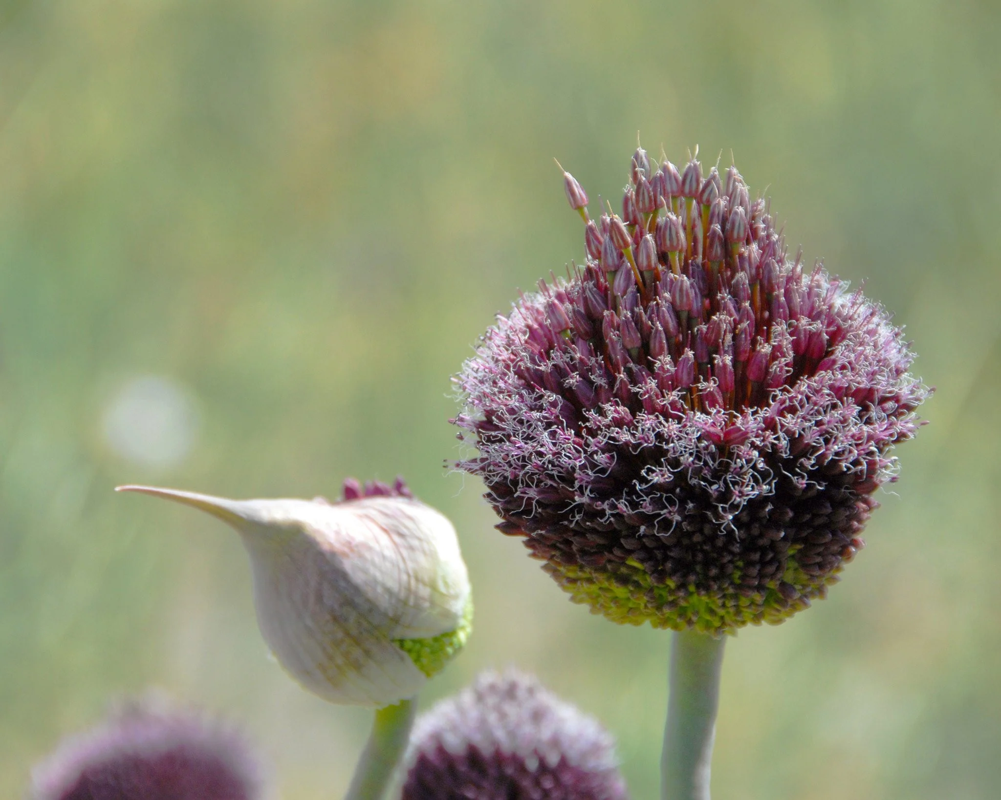 Allium 'Forelock' - Image 4