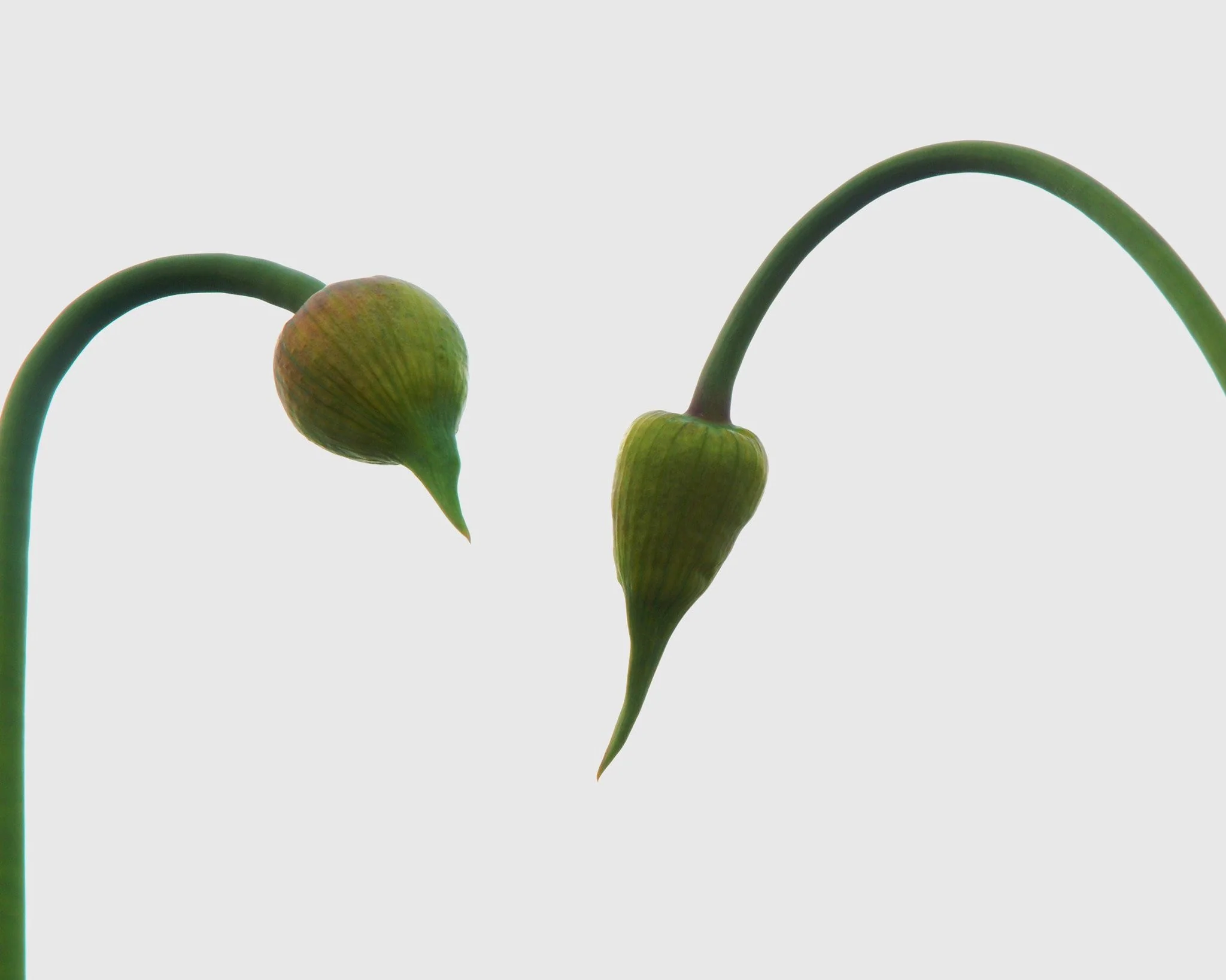 Allium 'Forelock' - Image 6