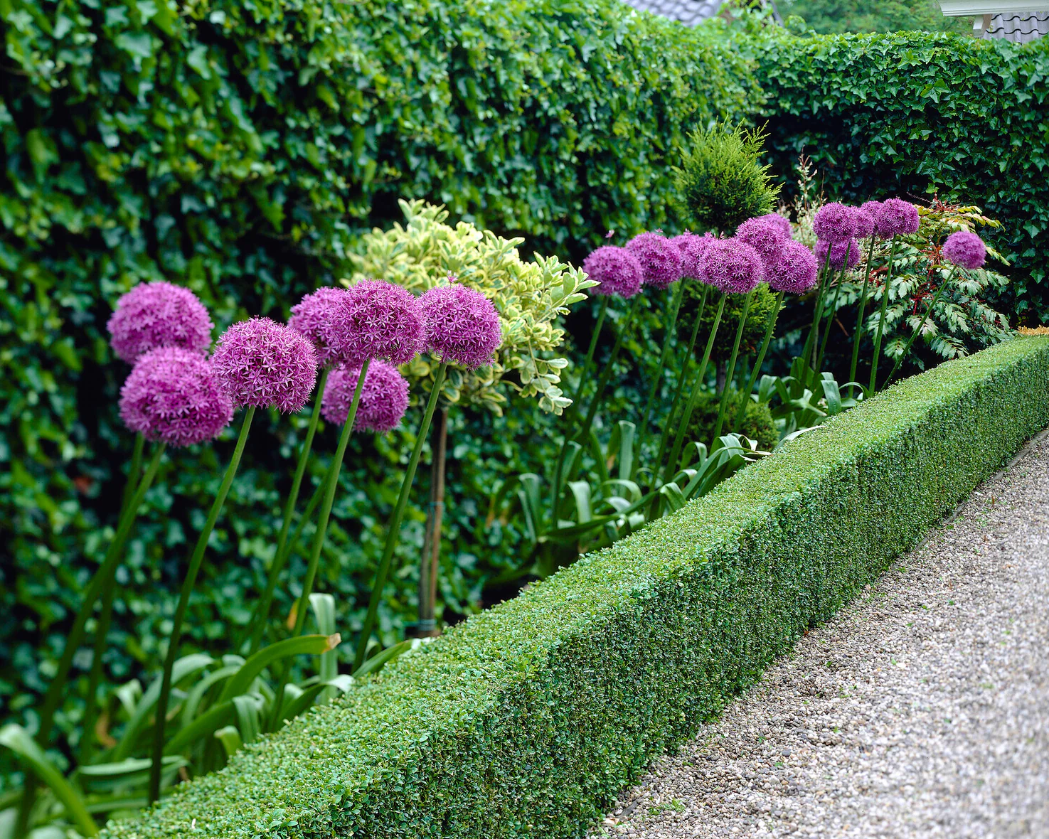 Allium giganteum - Image 3