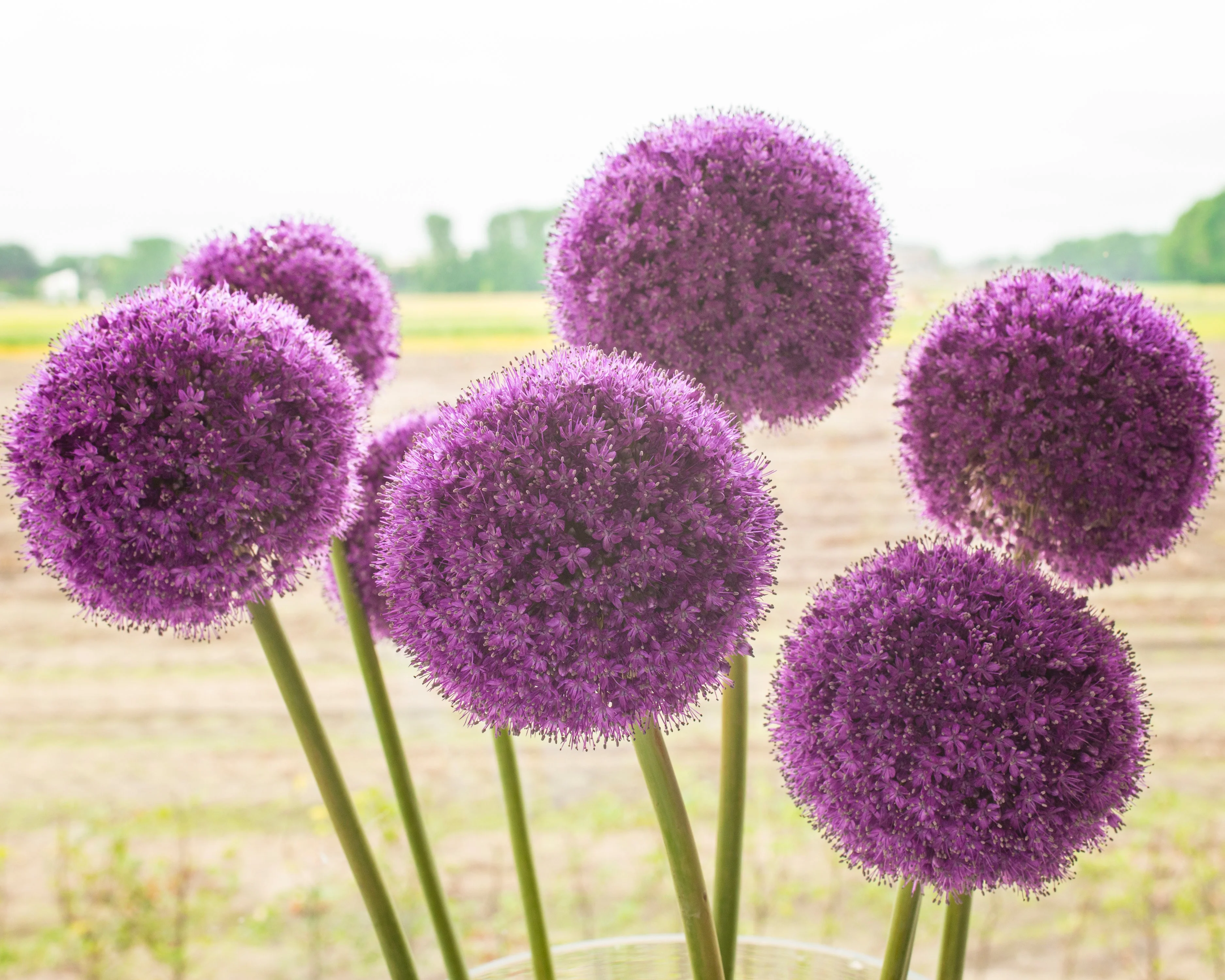Allium giganteum - Image 7
