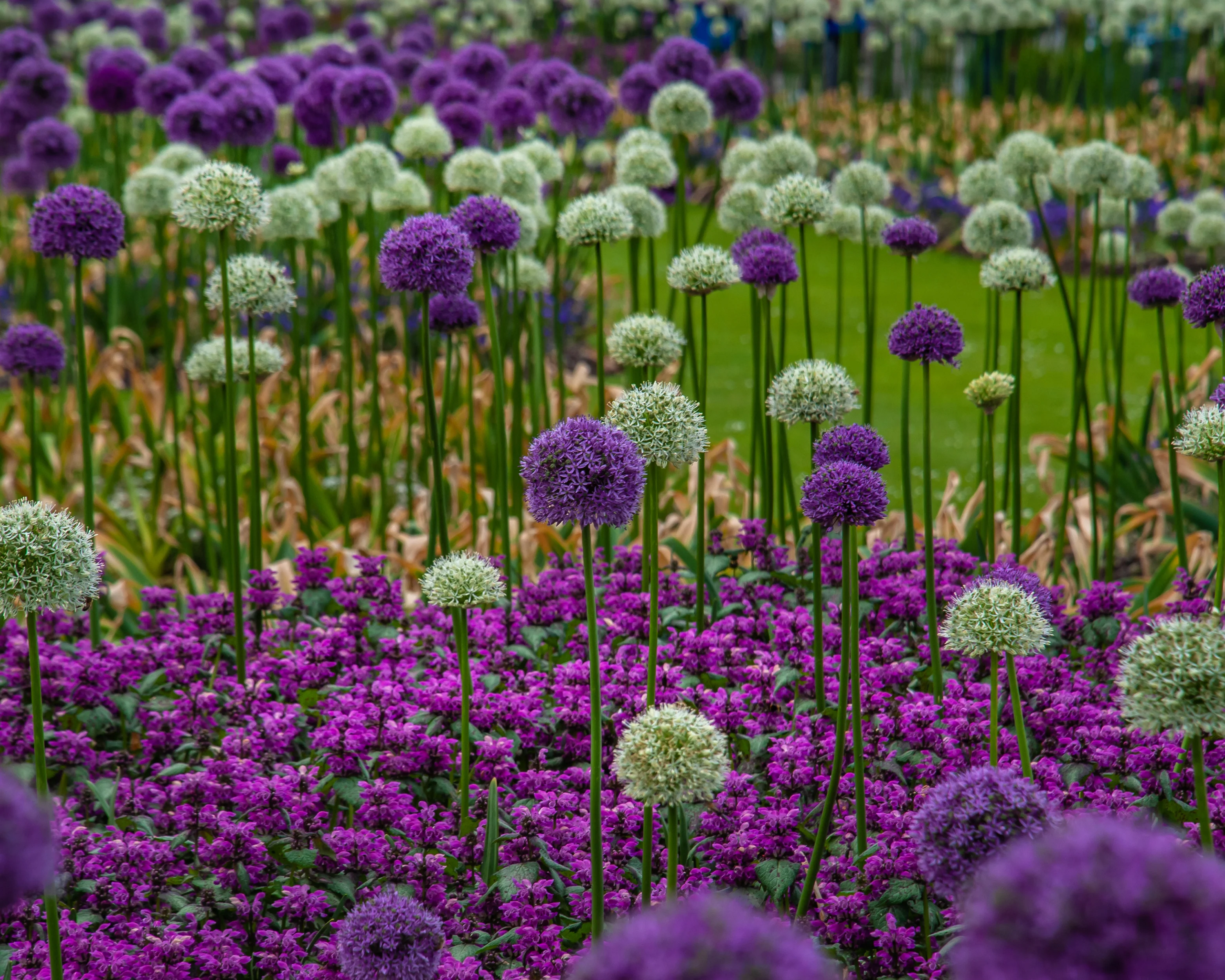 Allium 'Gladiator' - Image 3
