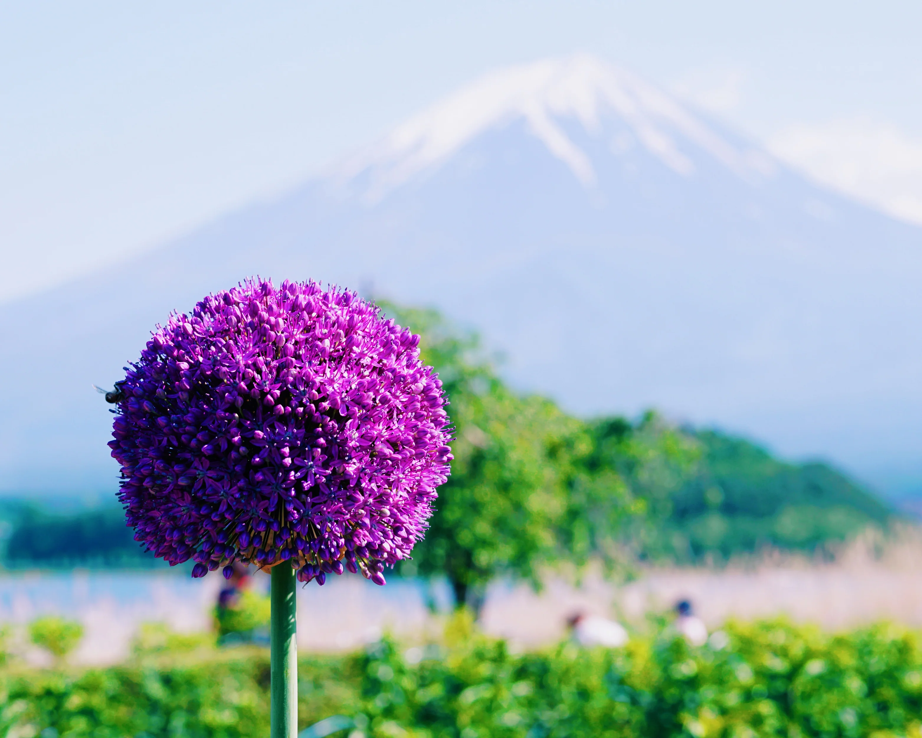 Allium 'Gladiator' - Image 4