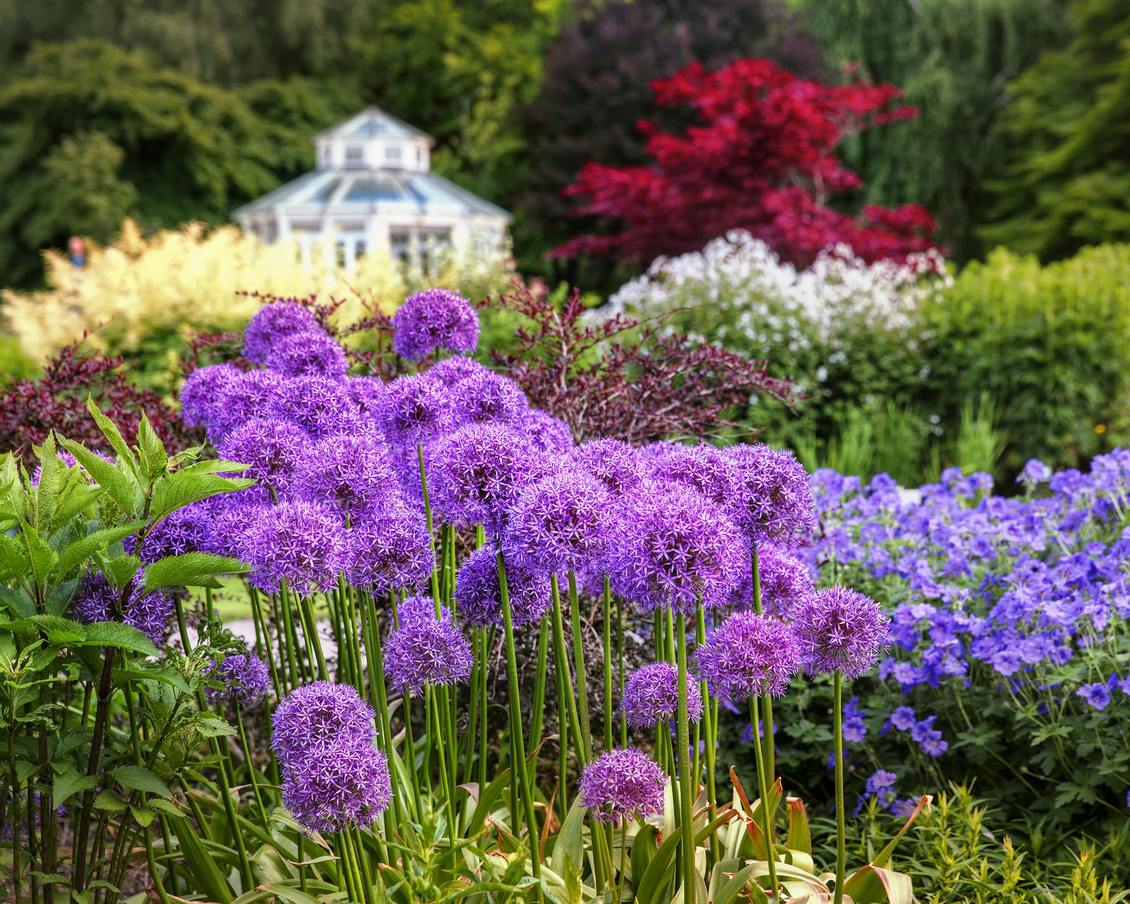 Allium 'Globemaster' - Image 2