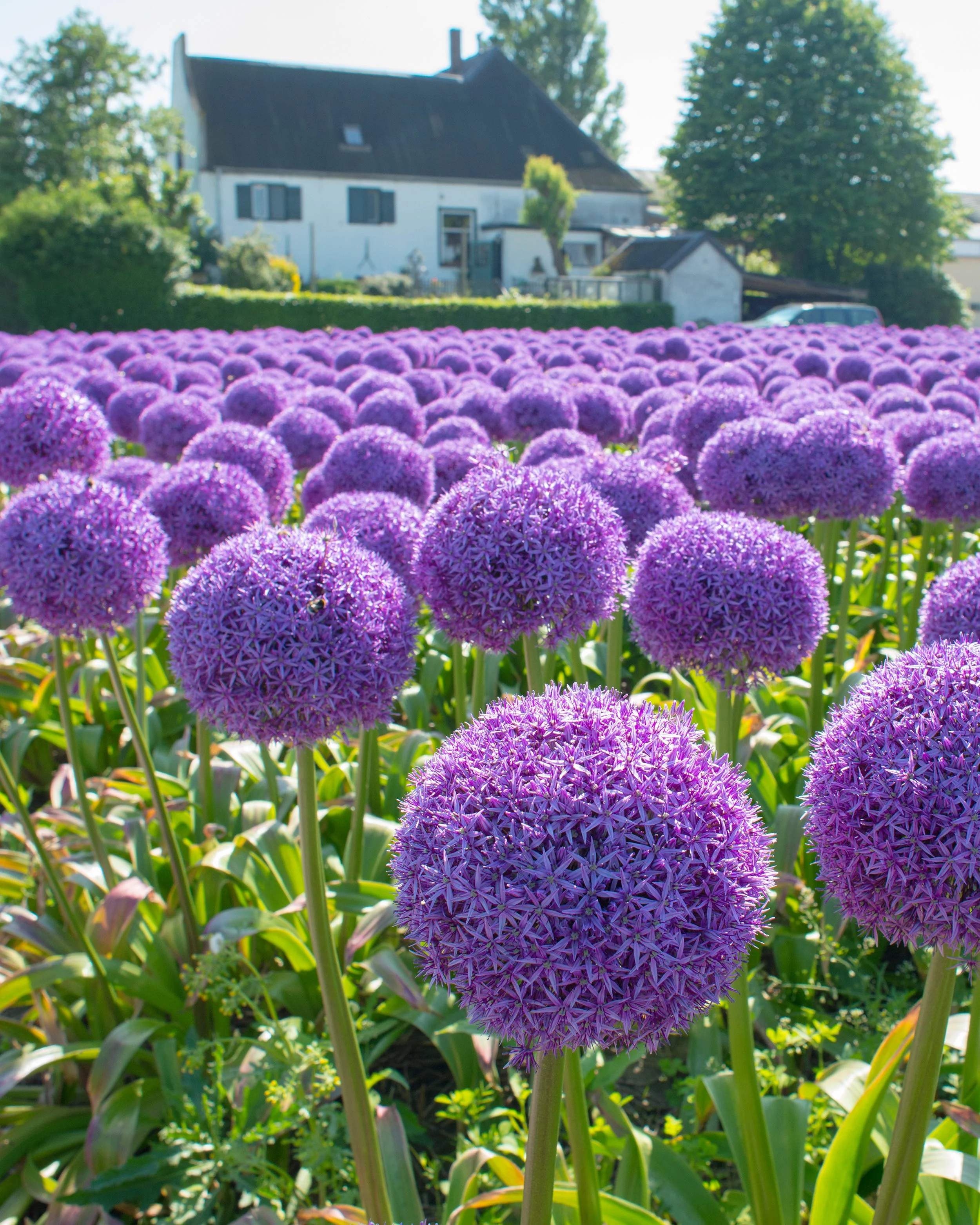 Allium 'Globemaster' - Image 4
