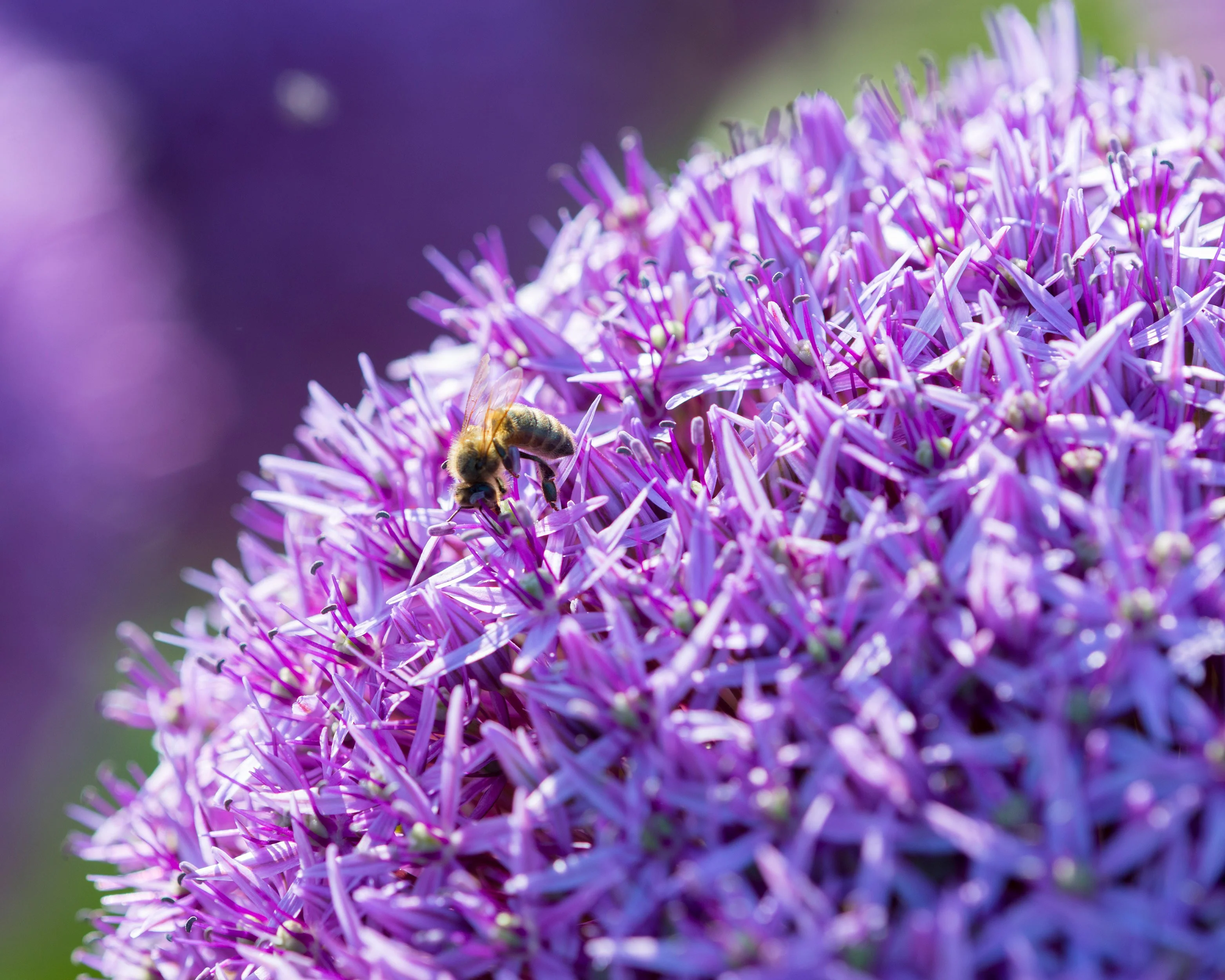 Allium 'Globemaster' - Image 7