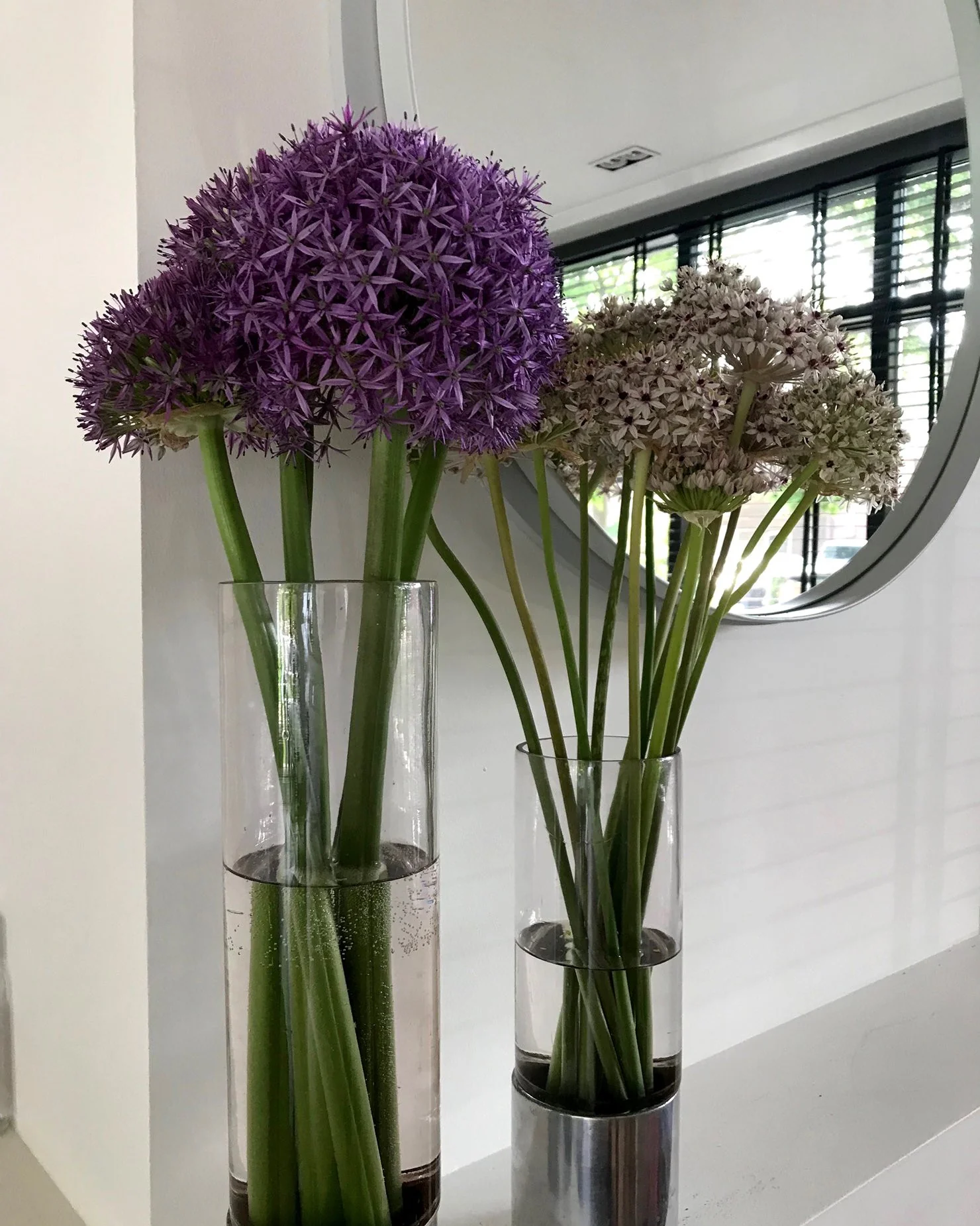Allium 'Globemaster' - Image 8