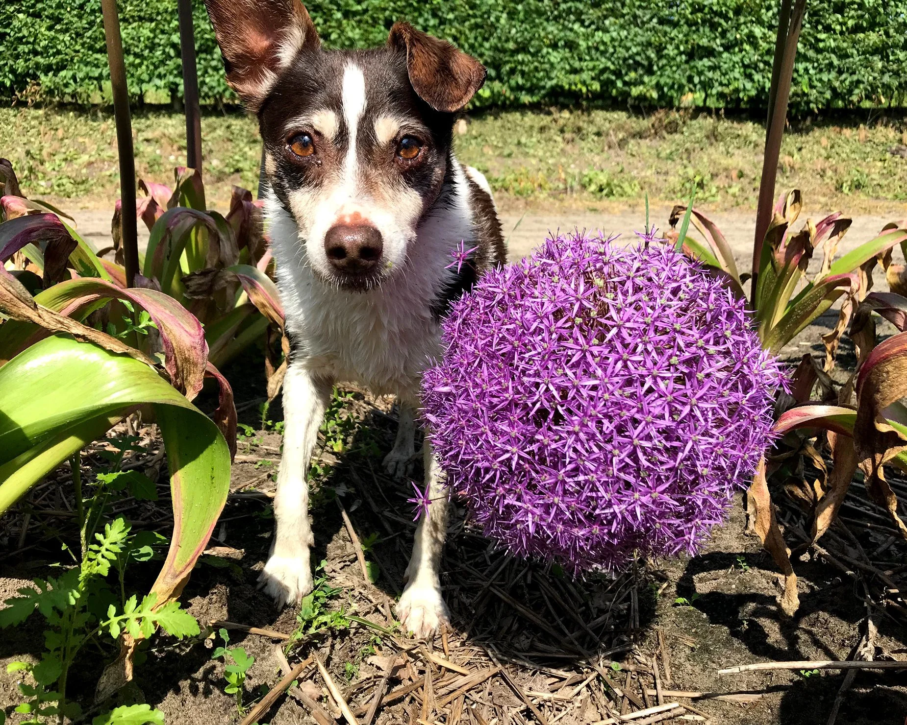 Allium 'Globemaster' - Image 9