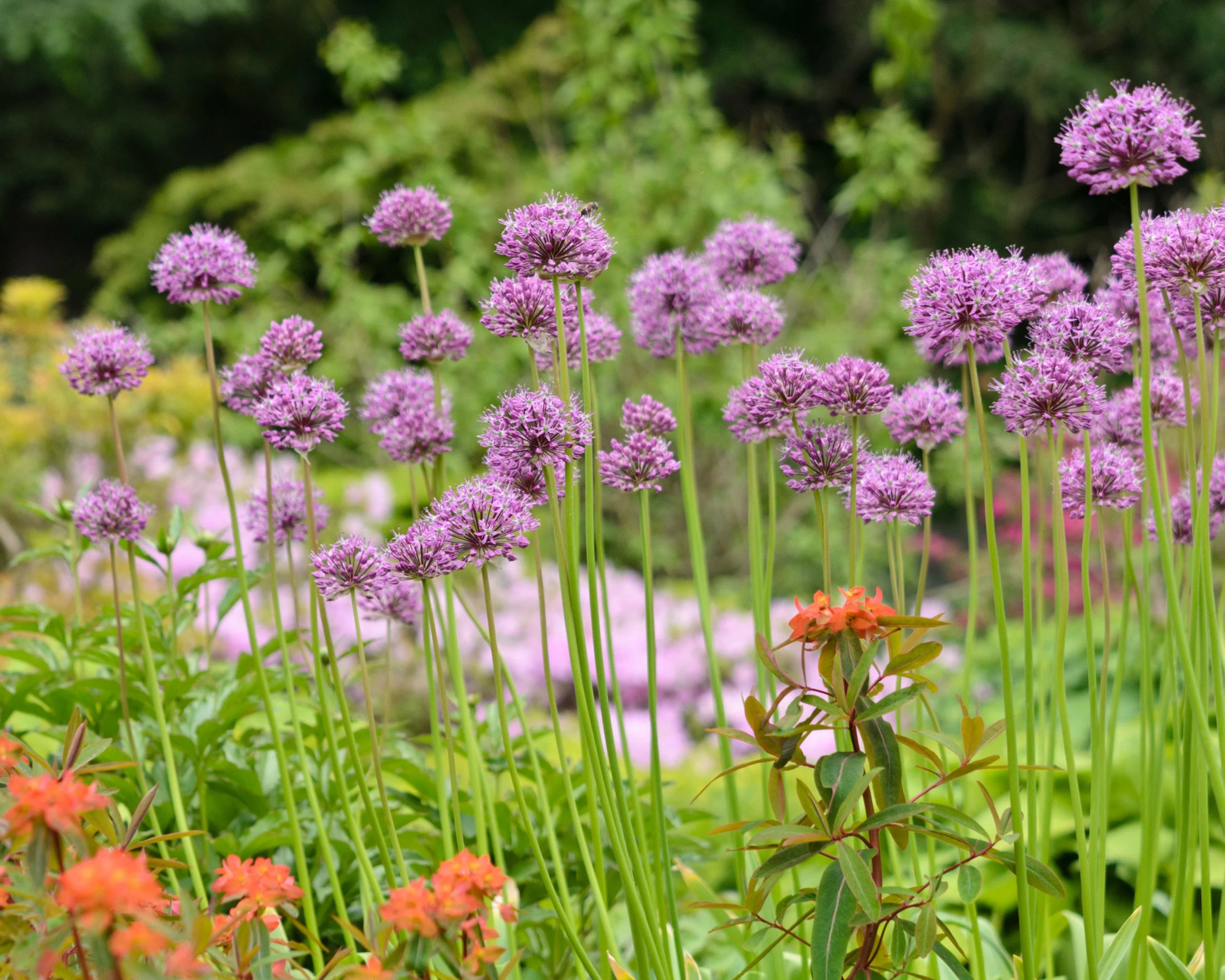Allium 'Glory of Pamir' - Image 2