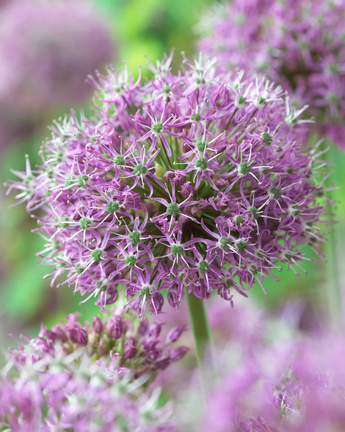 Allium 'Glory of Pamir' - Image 4