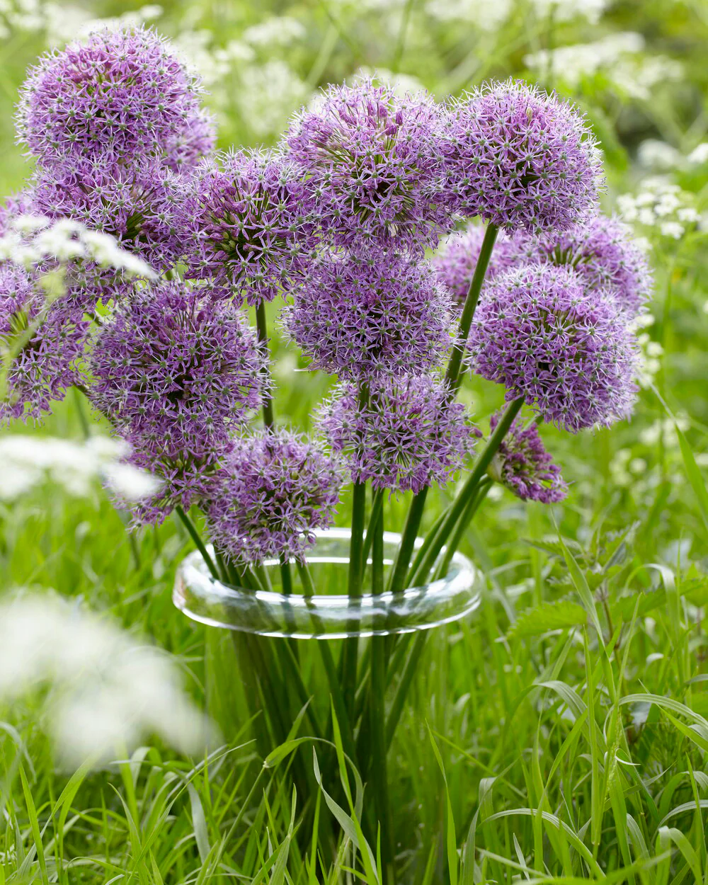 Allium 'Glory of Pamir' - Image 5