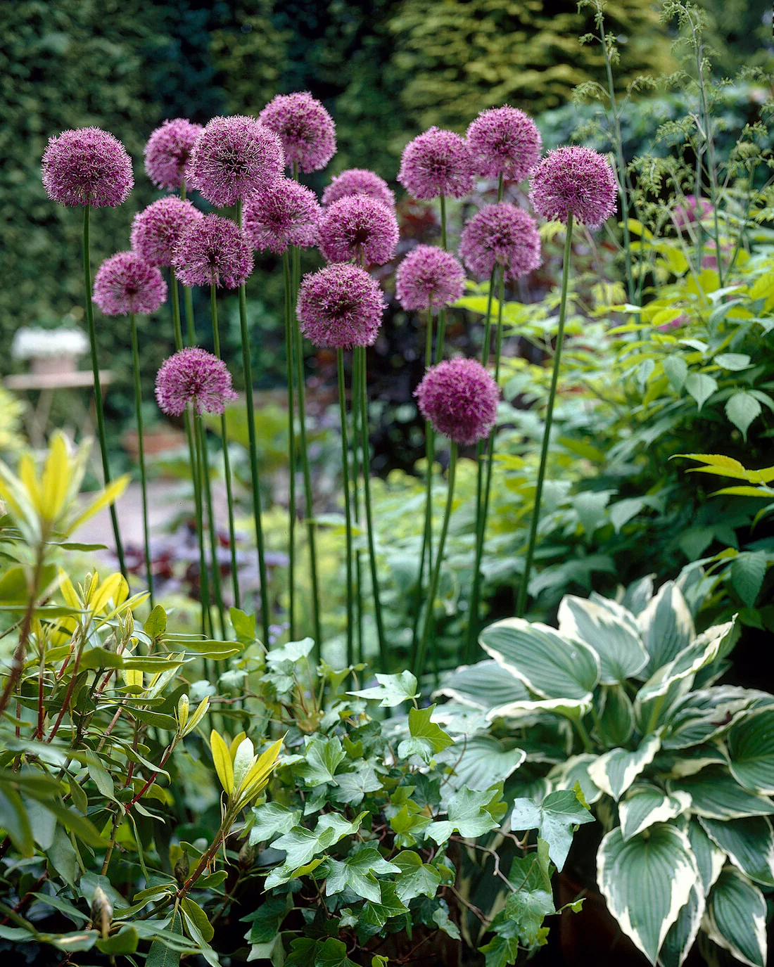 Allium 'Glory of Pamir' - Image 6