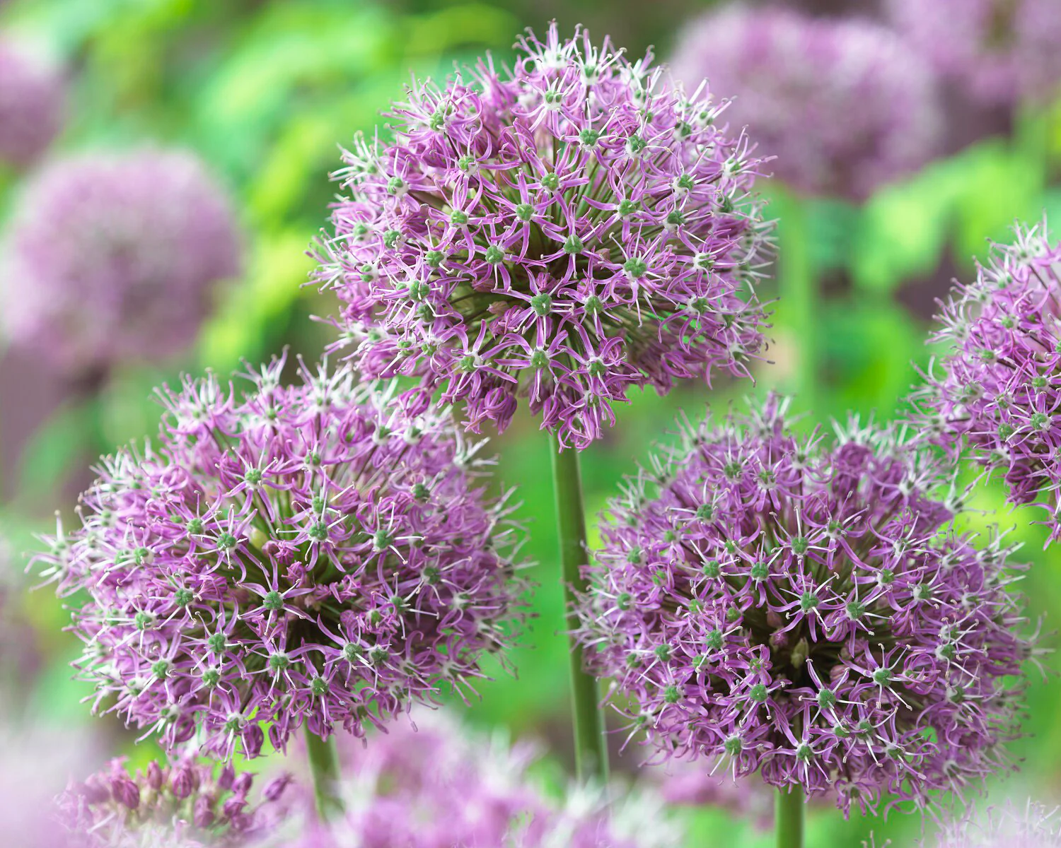 Allium 'Glory of Pamir' - Image 7