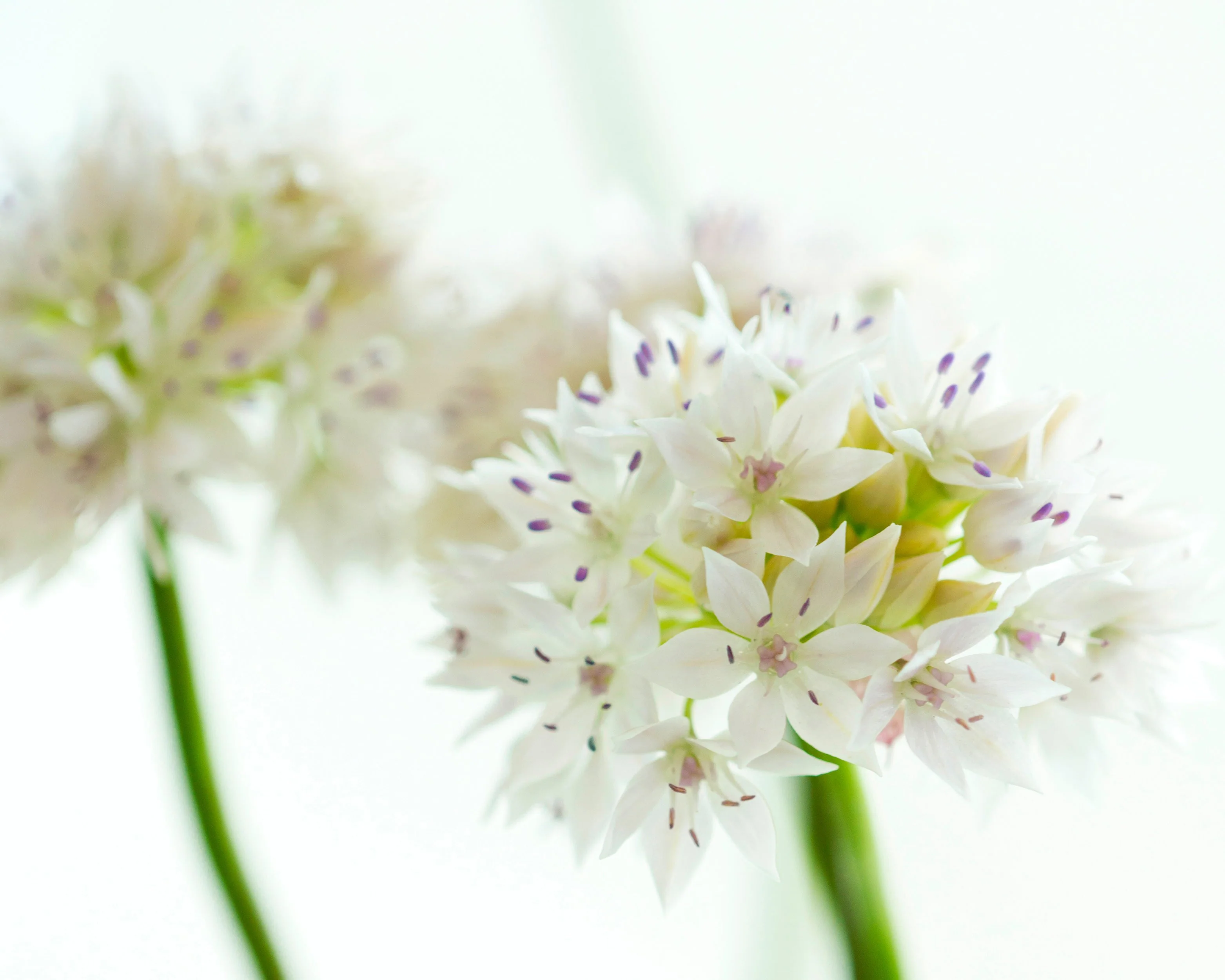 Allium 'Graceful Beauty' - Image 3