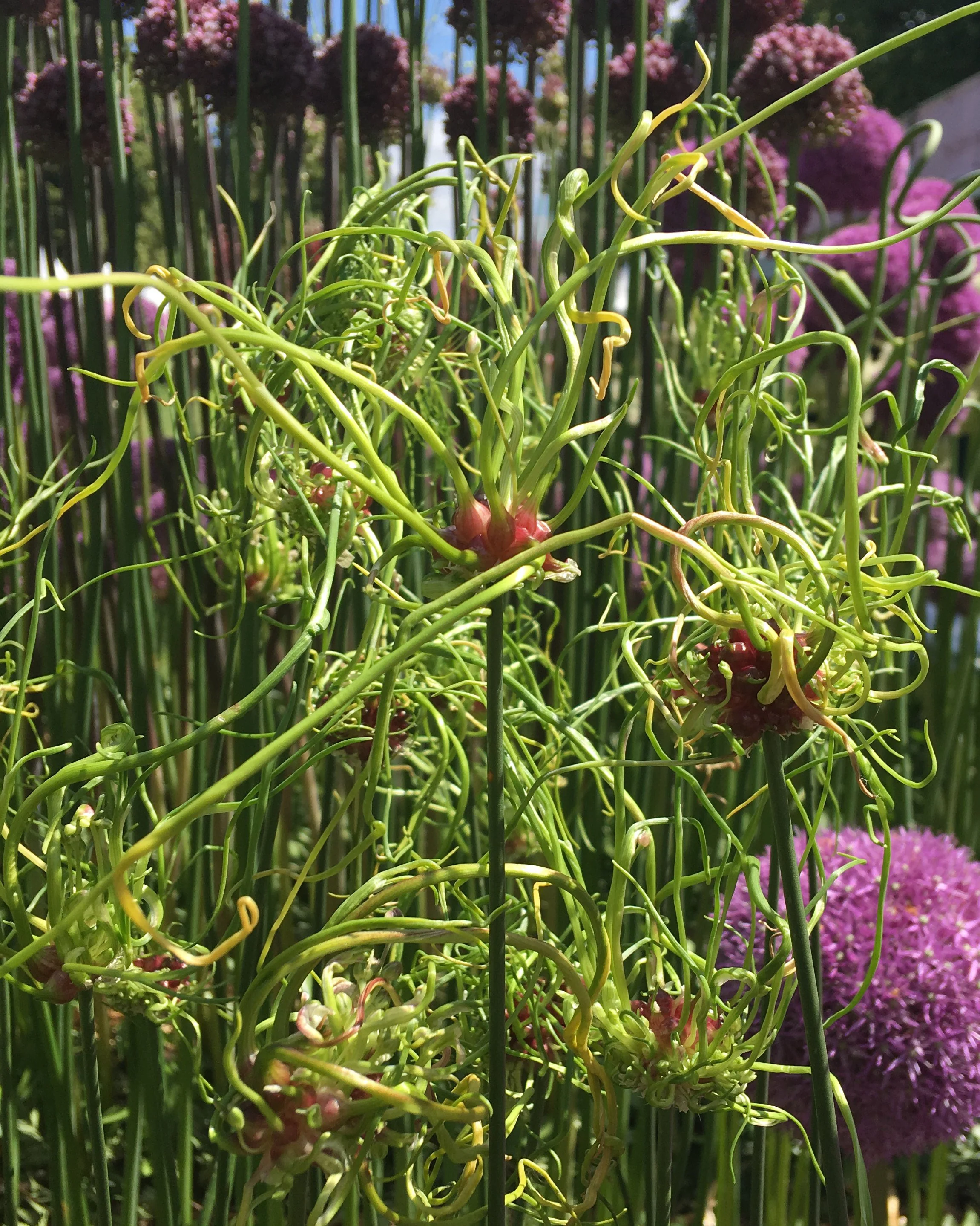 Allium 'Hair' - Image 3