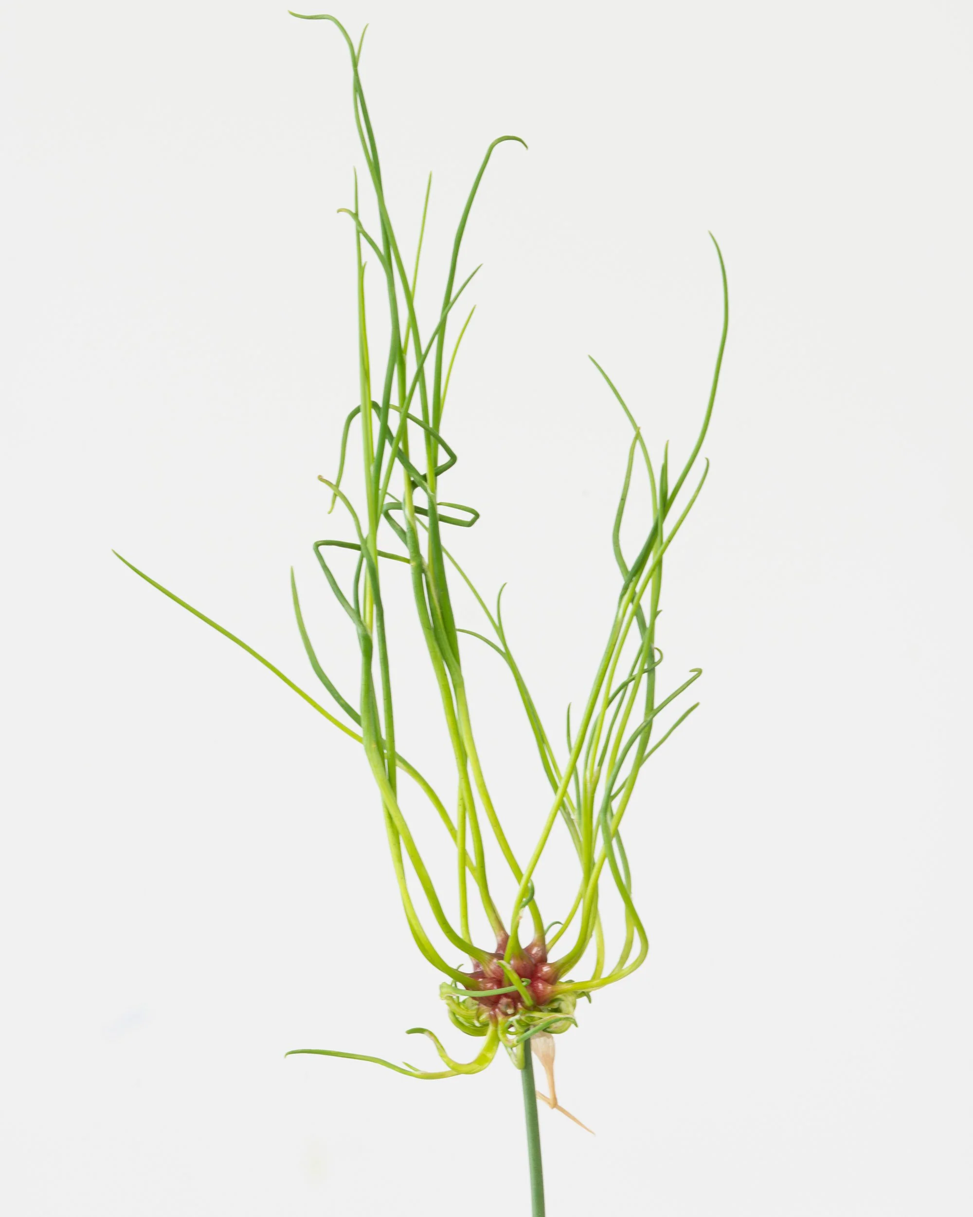 Allium 'Hair' - Image 4