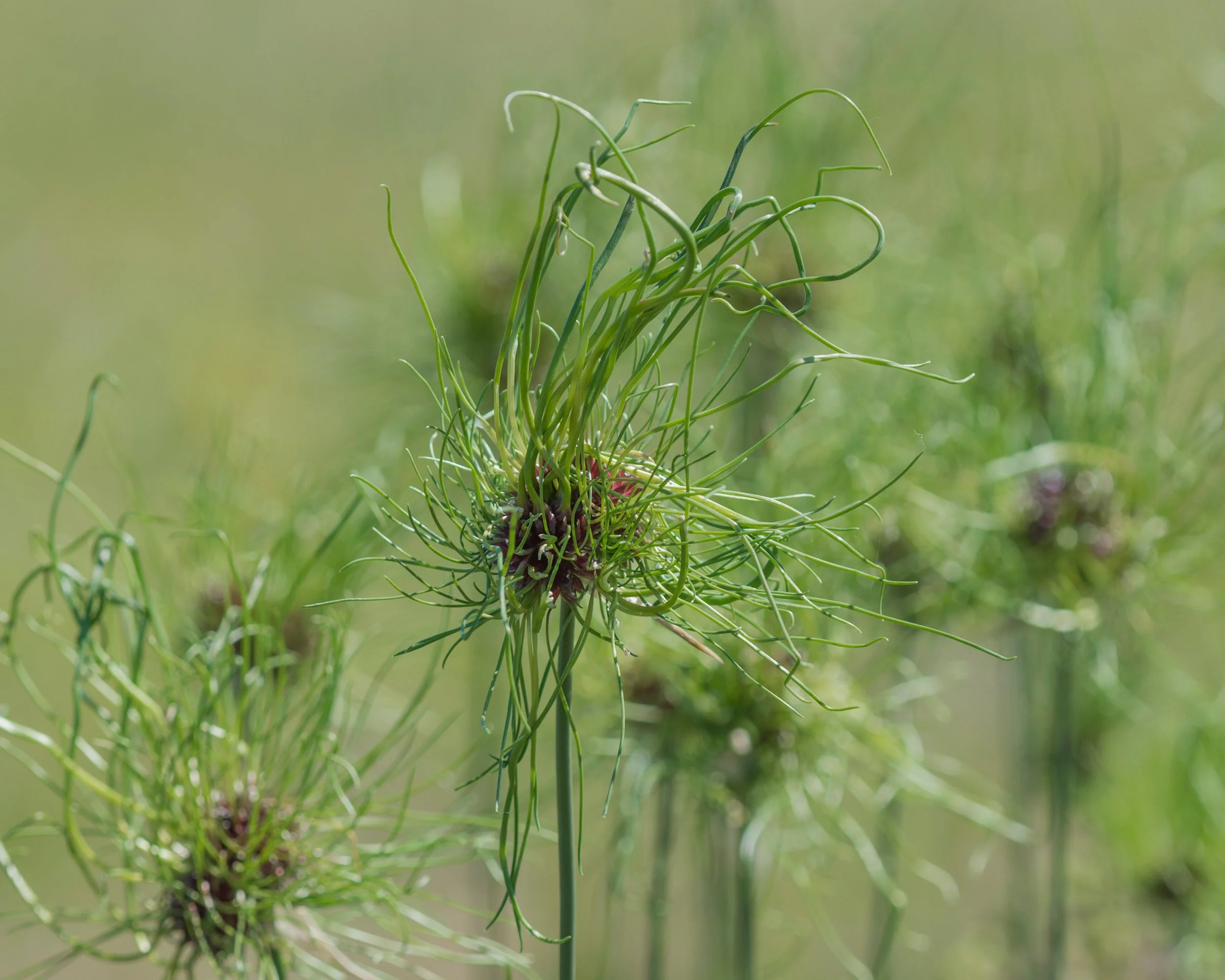 Allium 'Hair' - Image 5