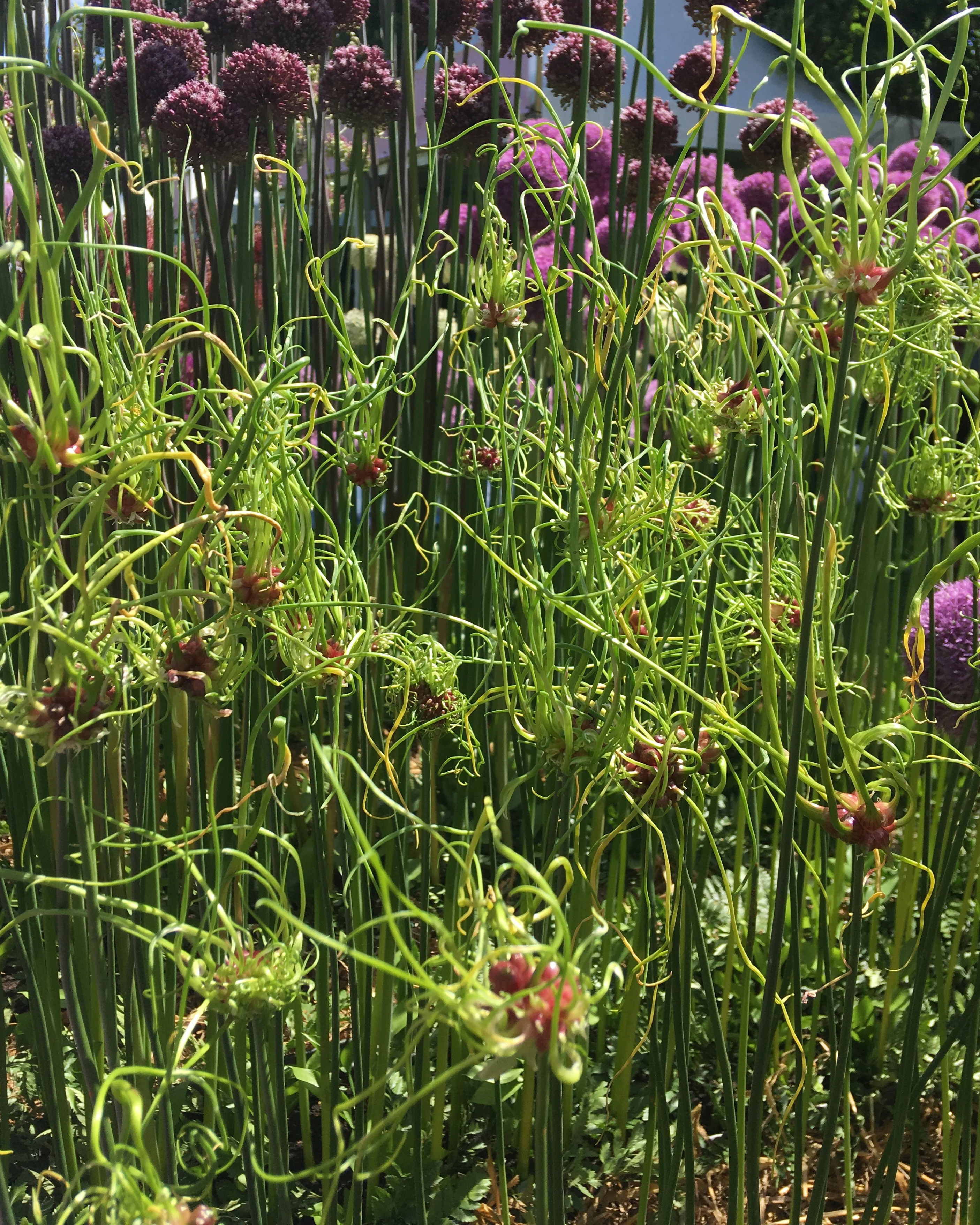 Allium 'Hair' - Image 7