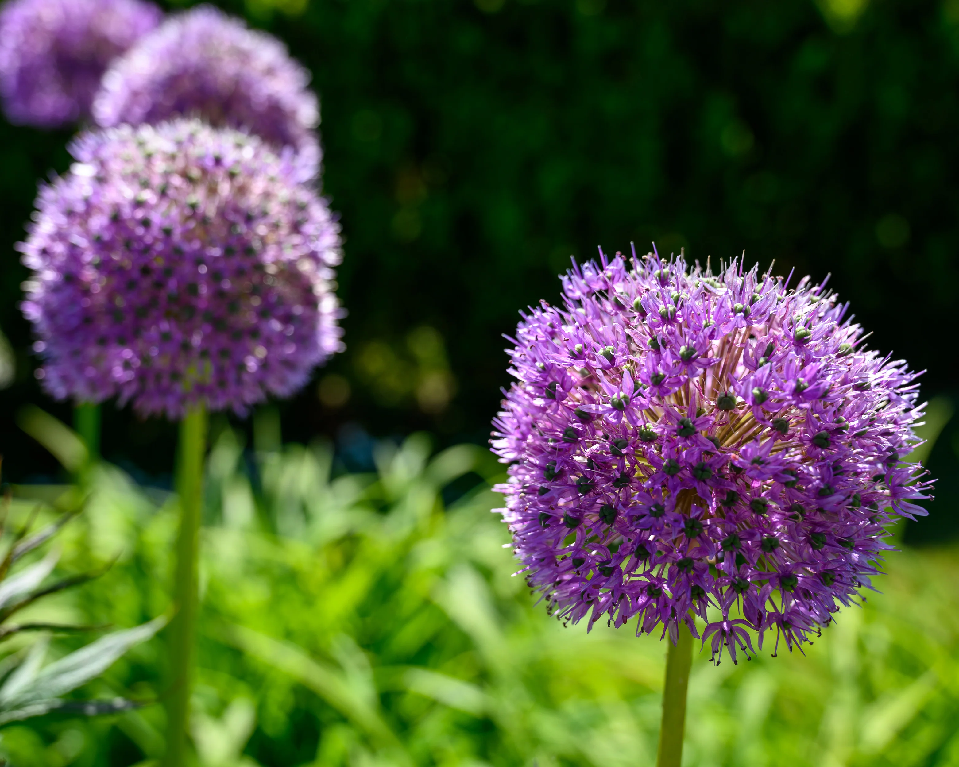 Allium 'His Excellency' - Image 3
