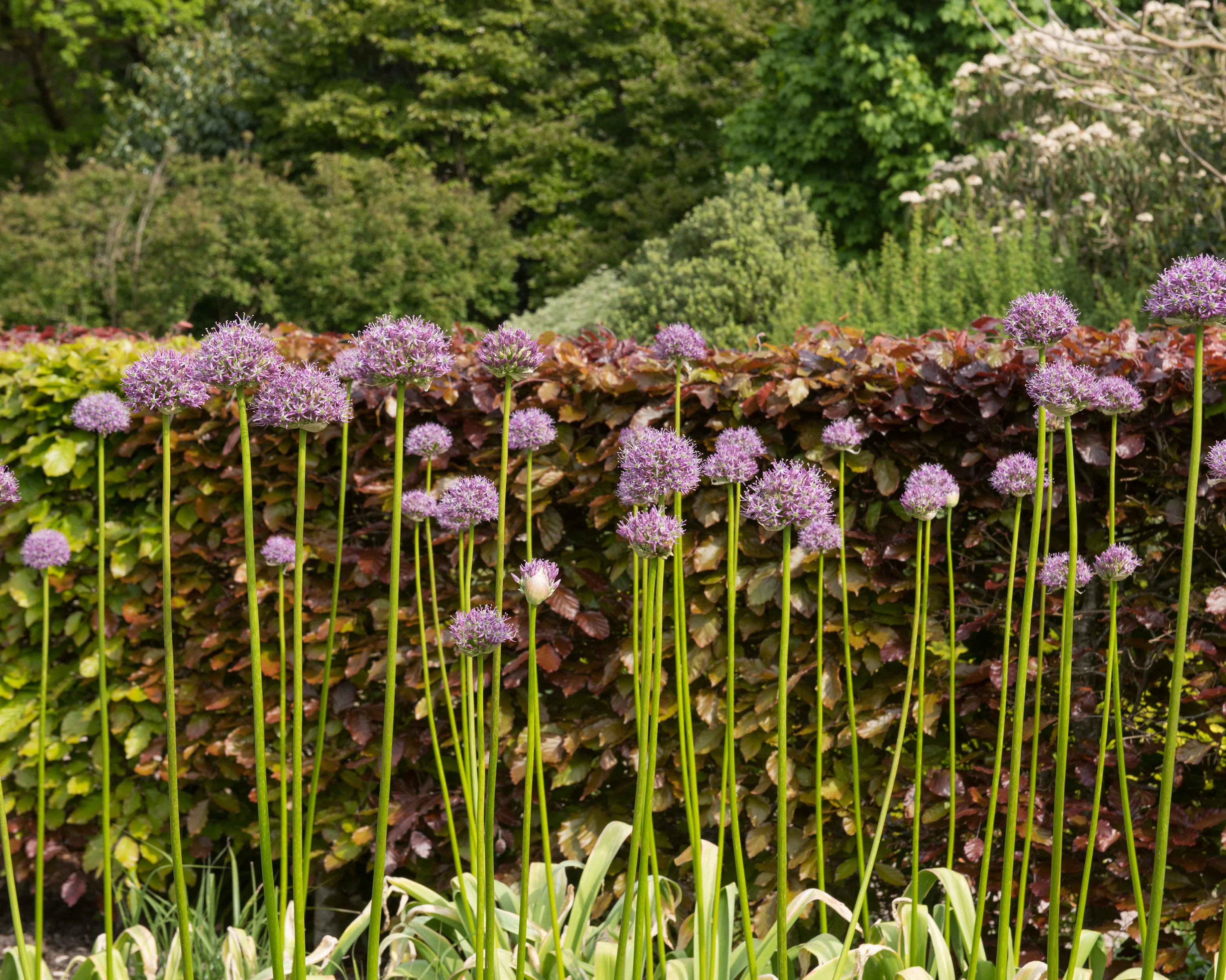 Allium 'His Excellency' - Image 4