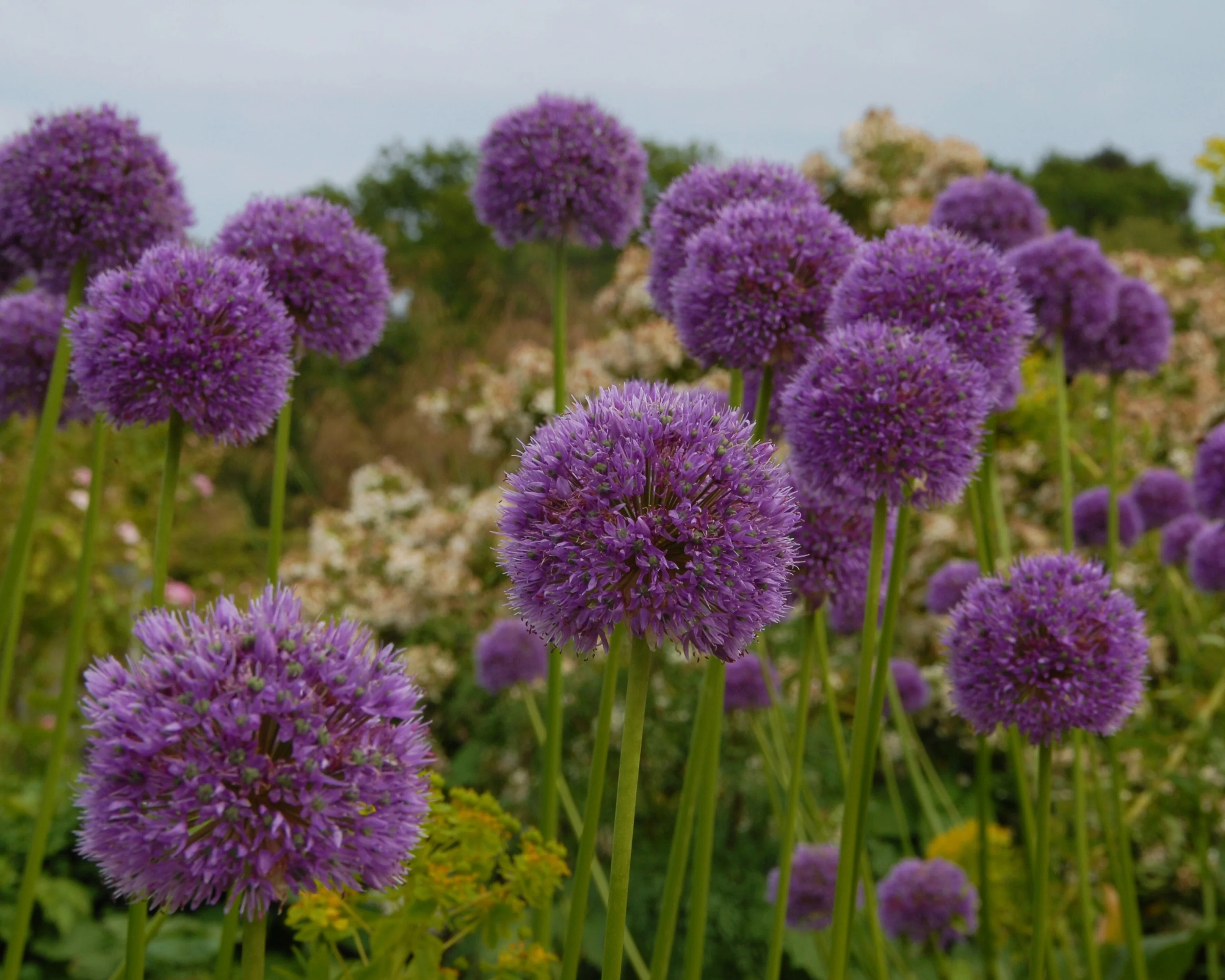 Allium 'His Excellency' - Image 8