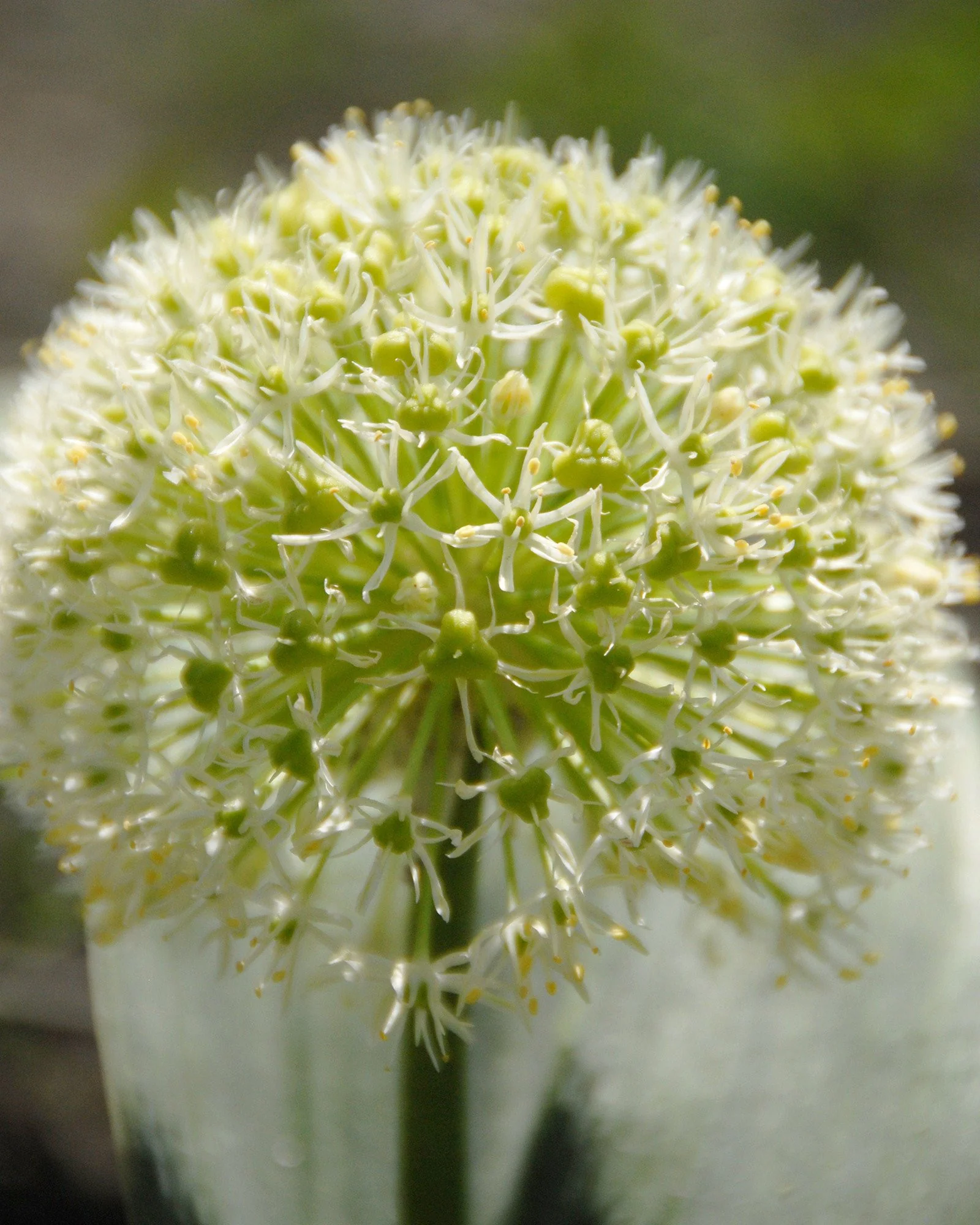 Allium karativiense 'Ivory Queen' - Image 3