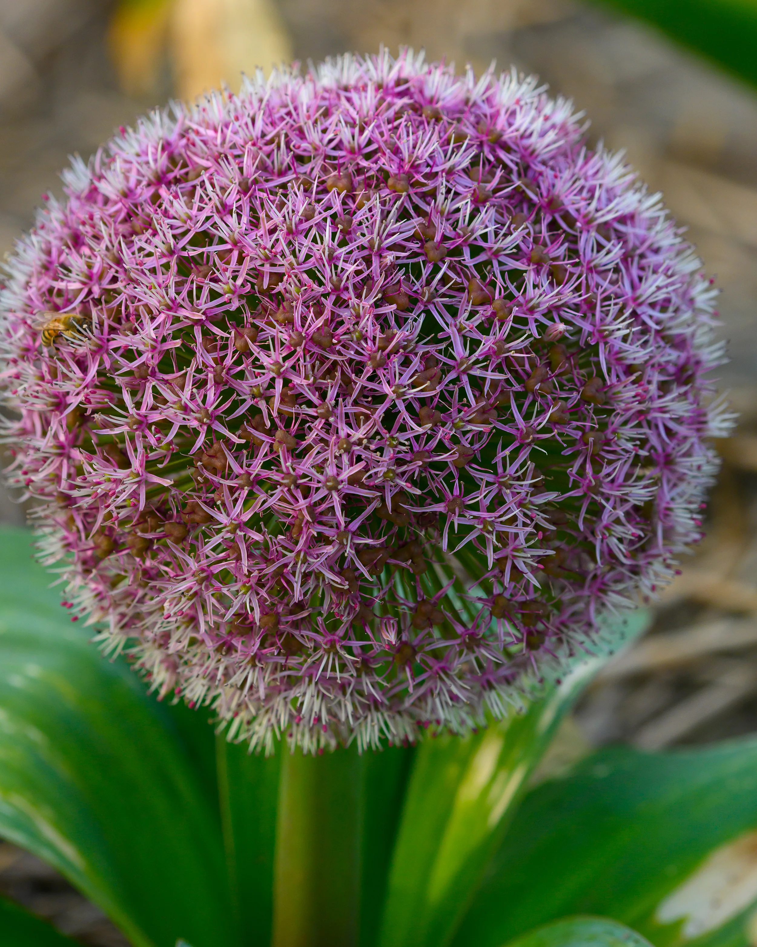 Allium 'Red Giant Star' - Image 3