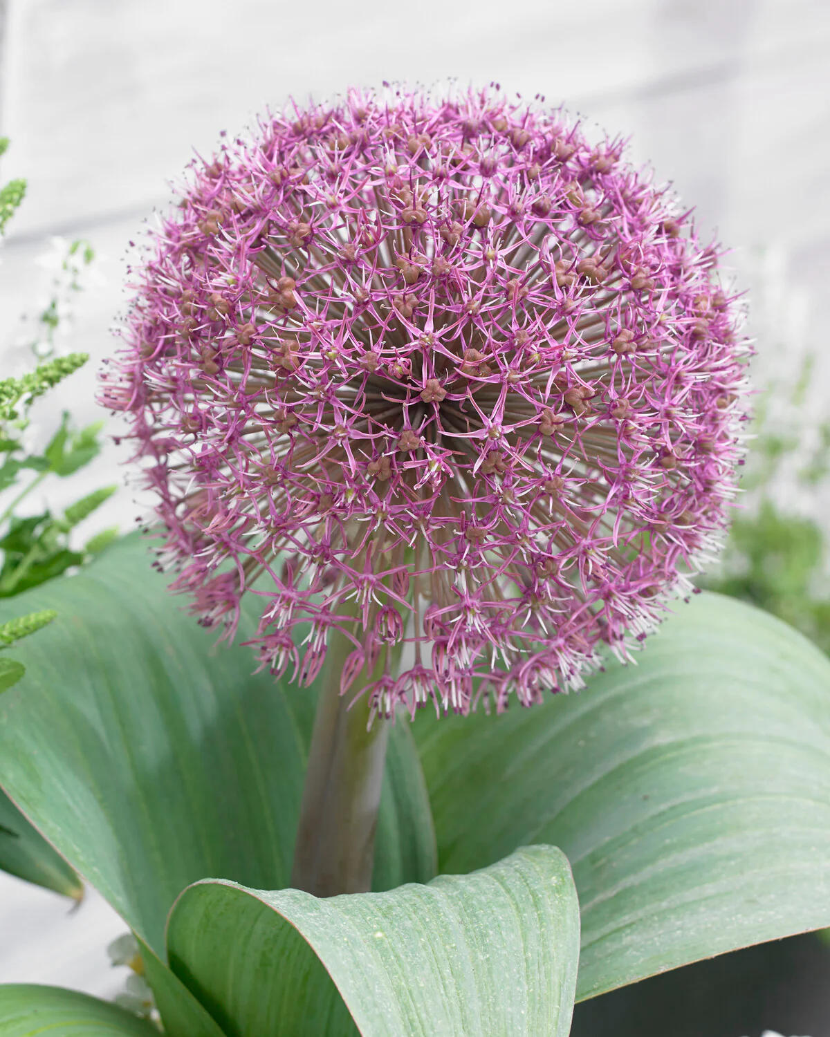 Allium 'Red Giant Star' - Image 9