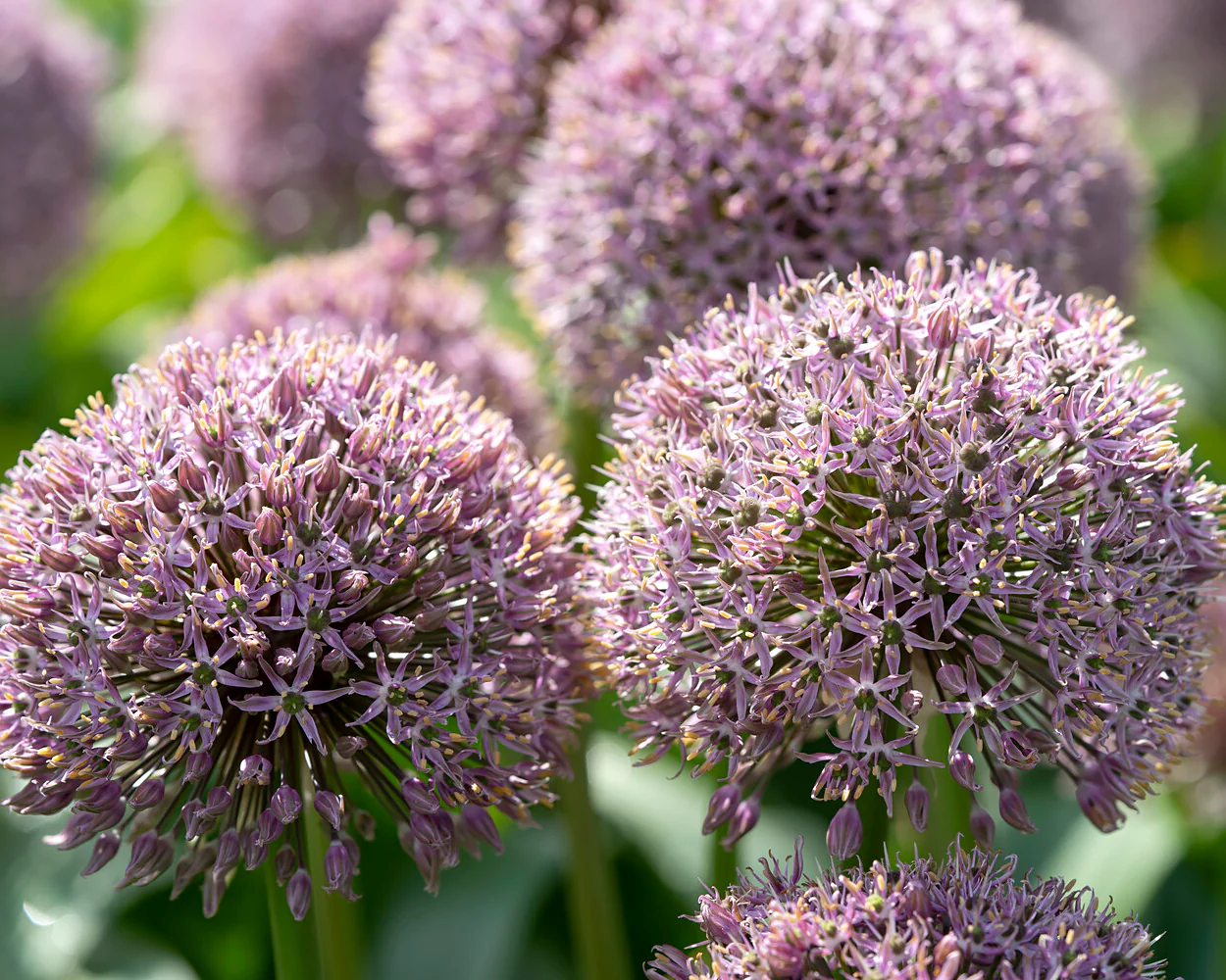 Allium 'Lucky Balloons' - Image 3