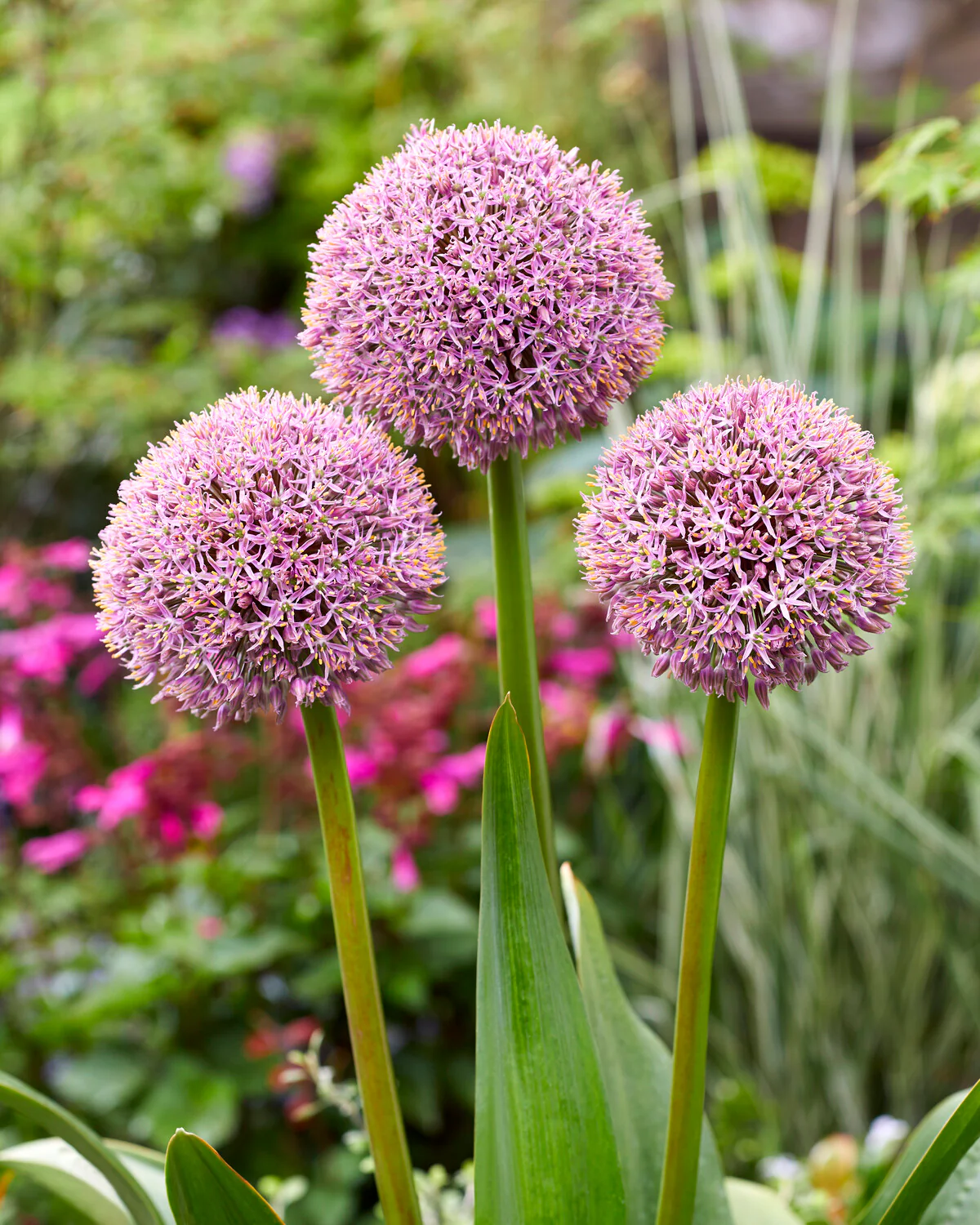 Allium 'Lucky Balloons' - Image 4