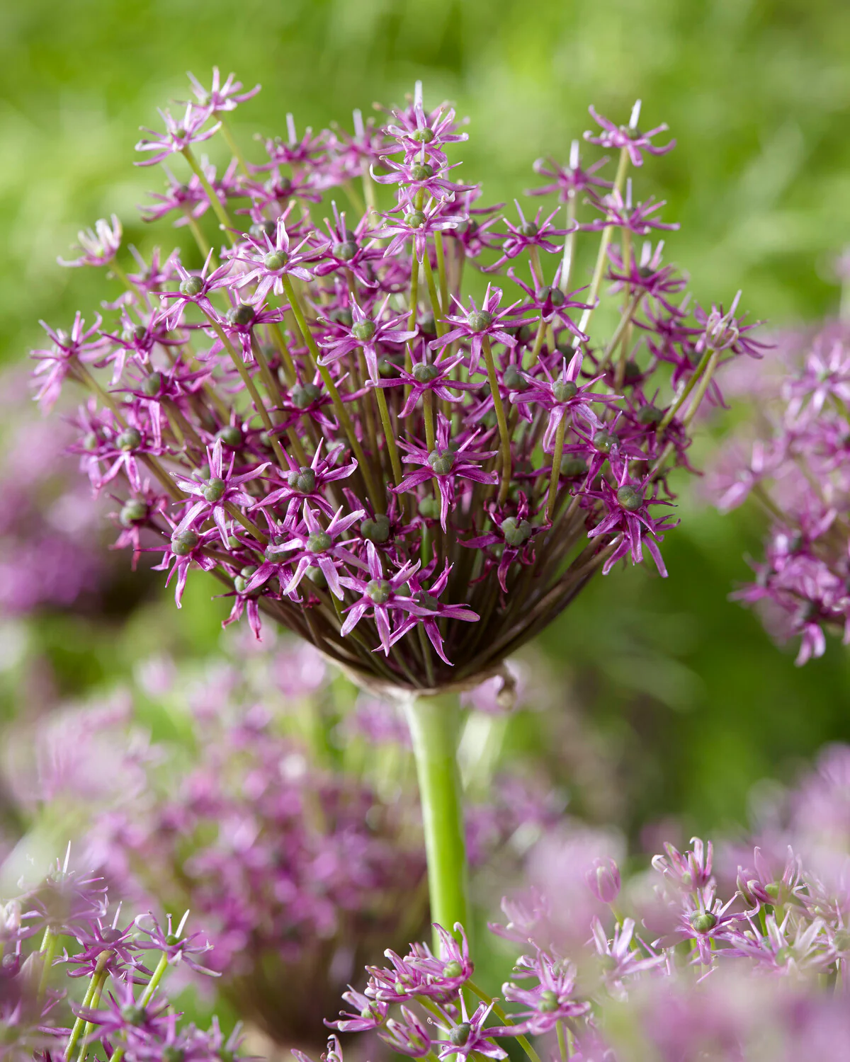 Allium 'Miami'