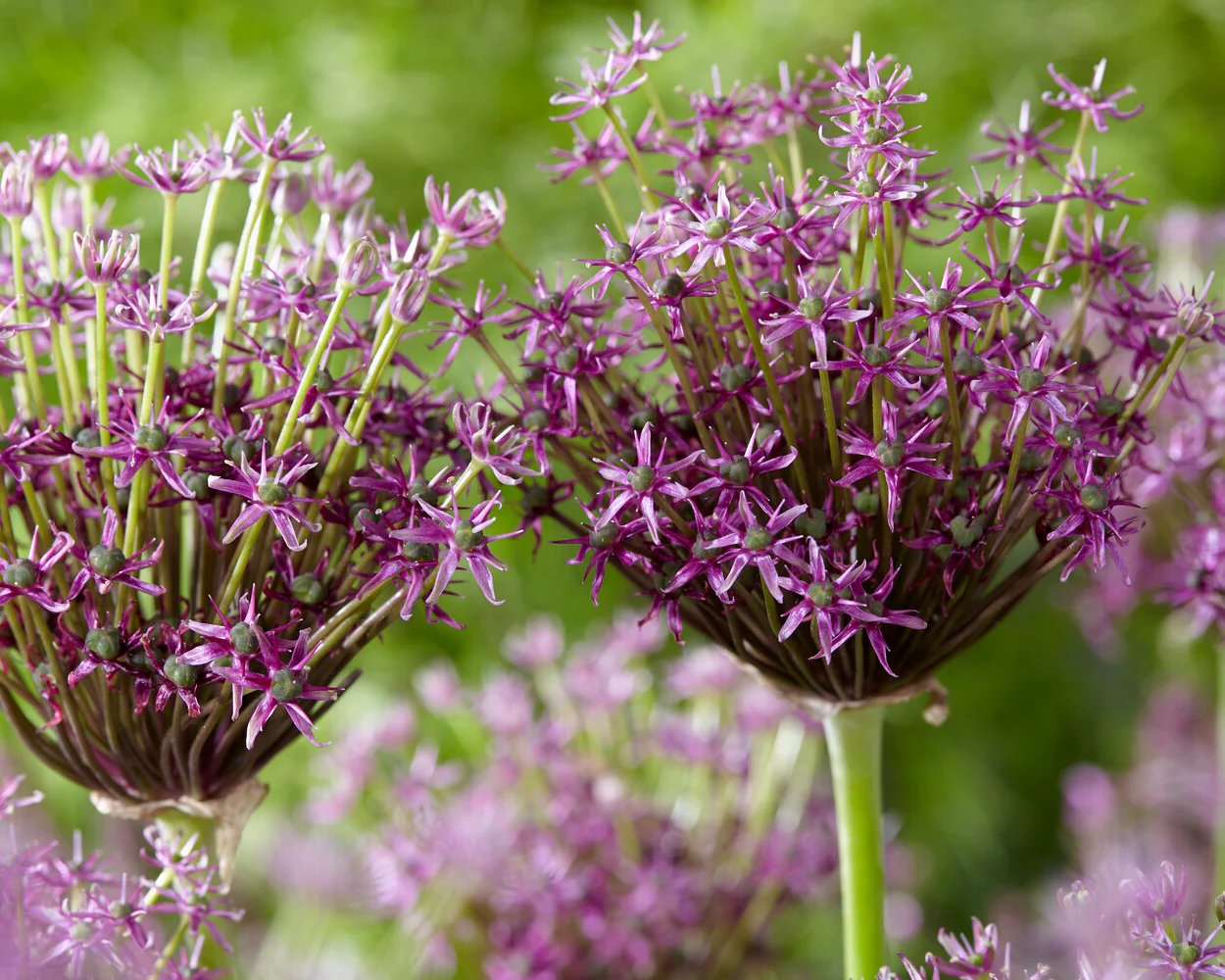 Allium 'Miami' - Image 2
