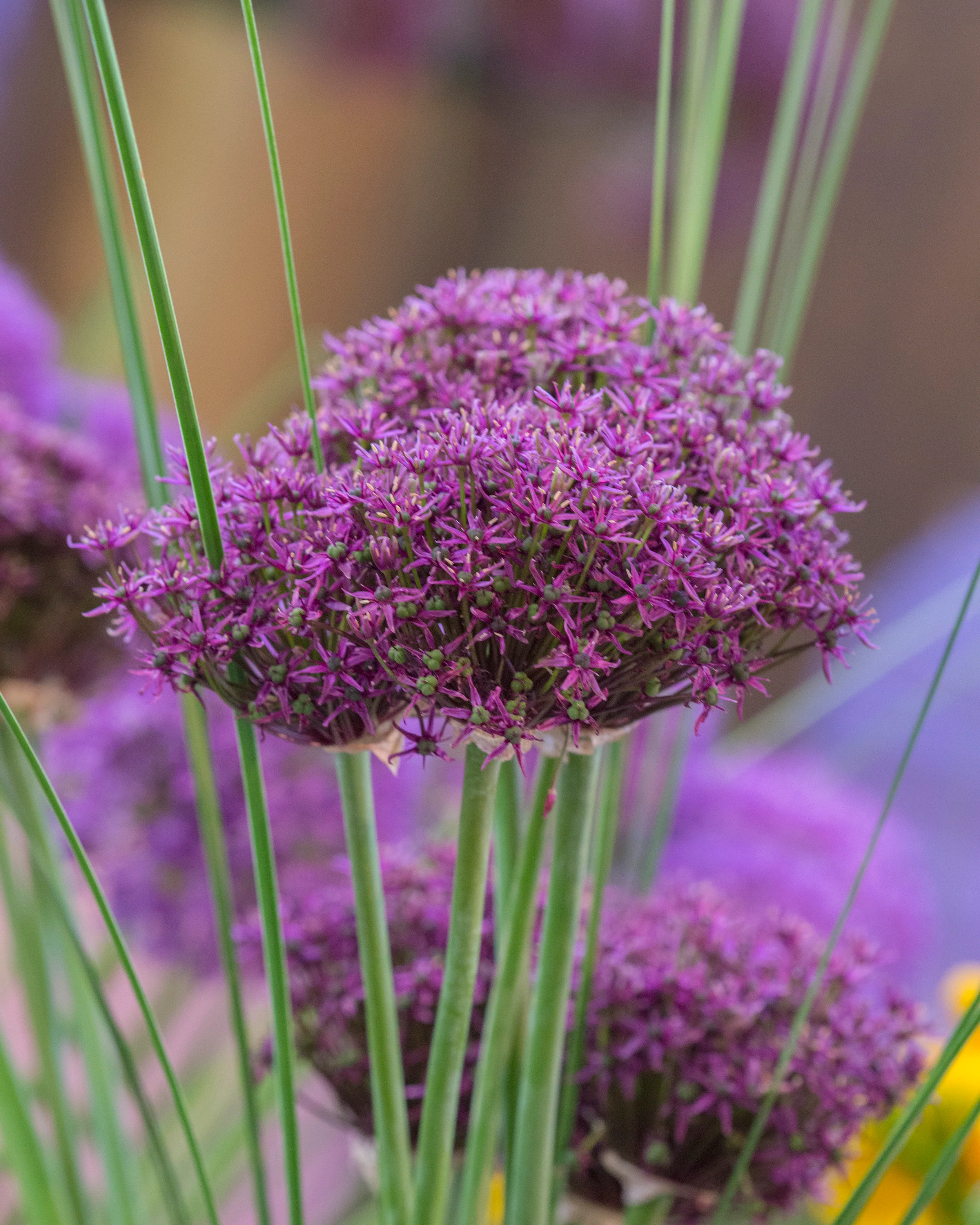 Allium 'Miami' - Image 5