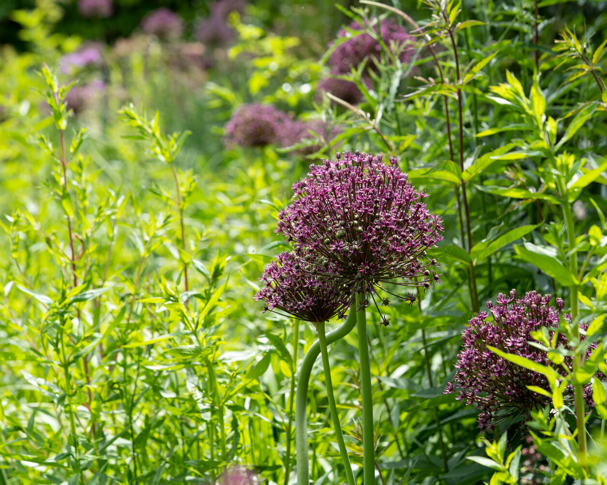 Allium 'Miami' - Image 6