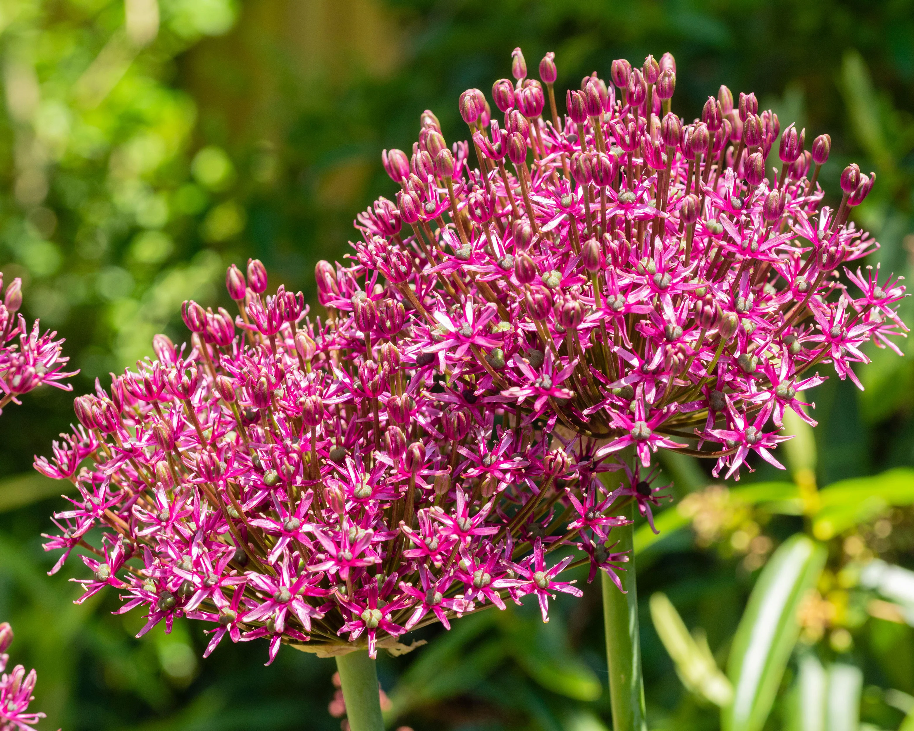 Allium 'Miami' - Image 7