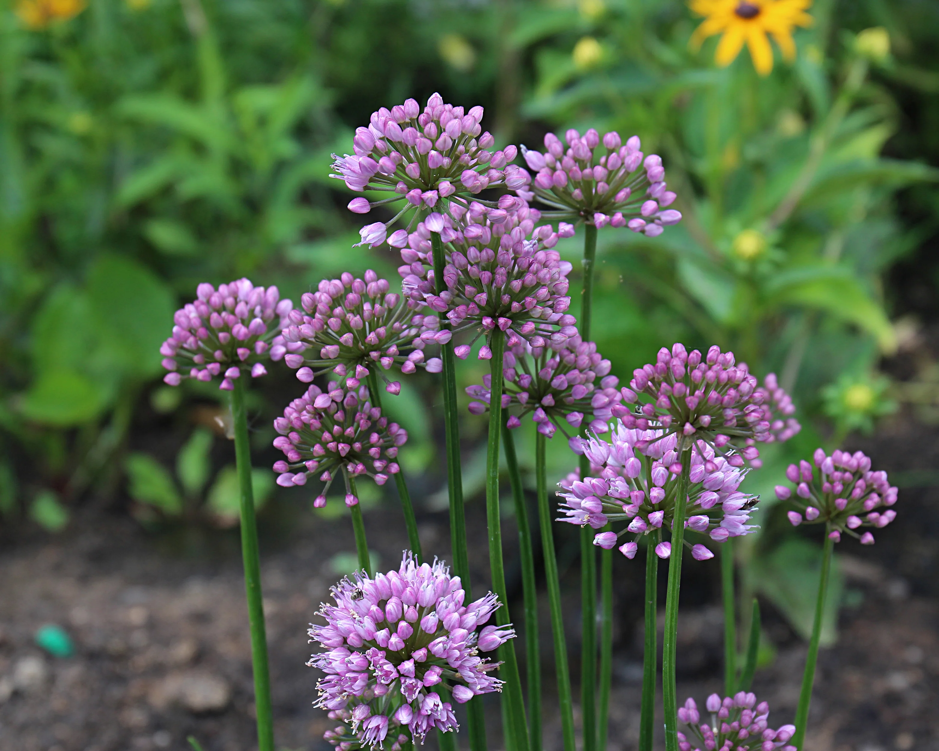 Allium 'Millenium' - Image 3