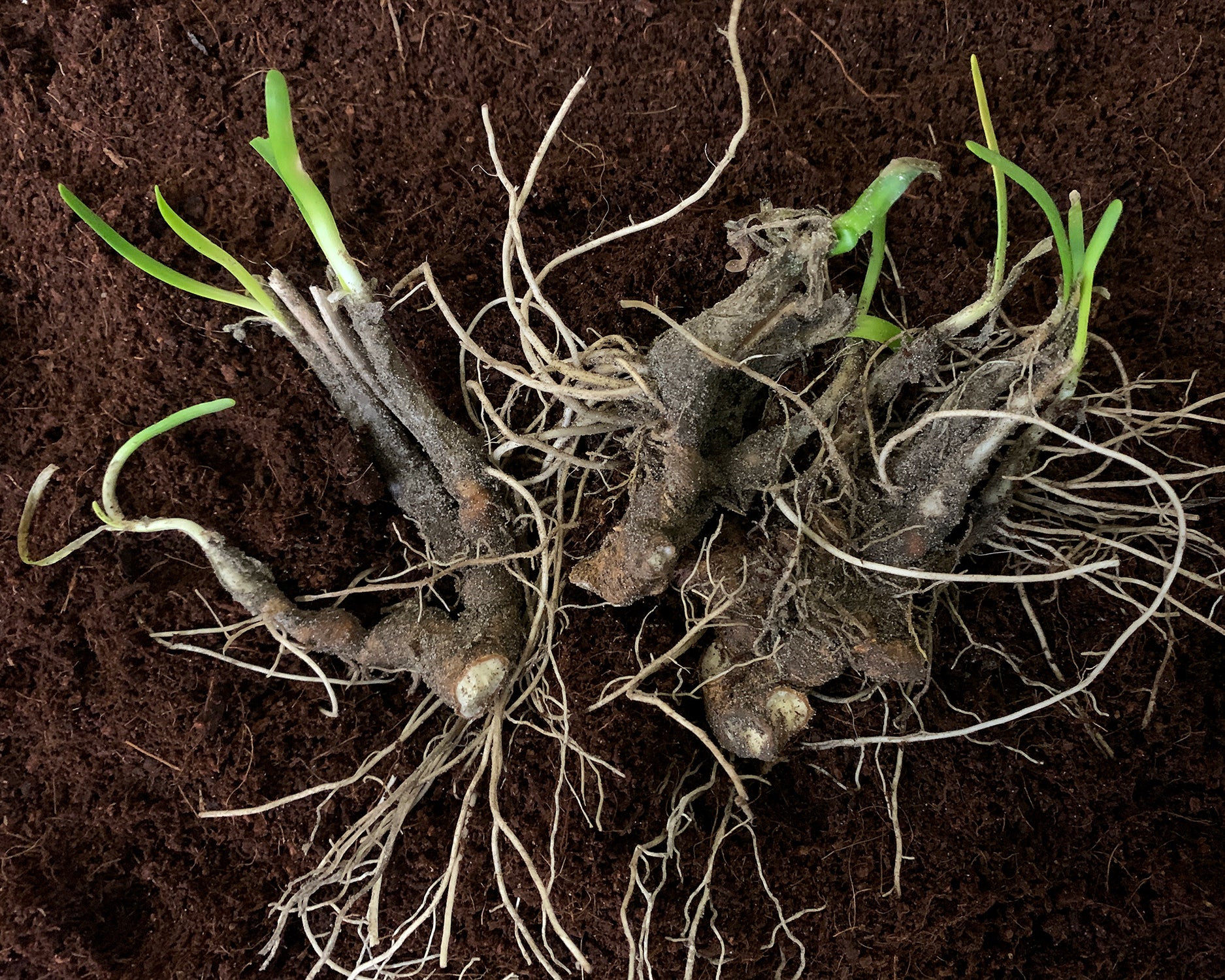 Allium 'Millenium' - Image 4
