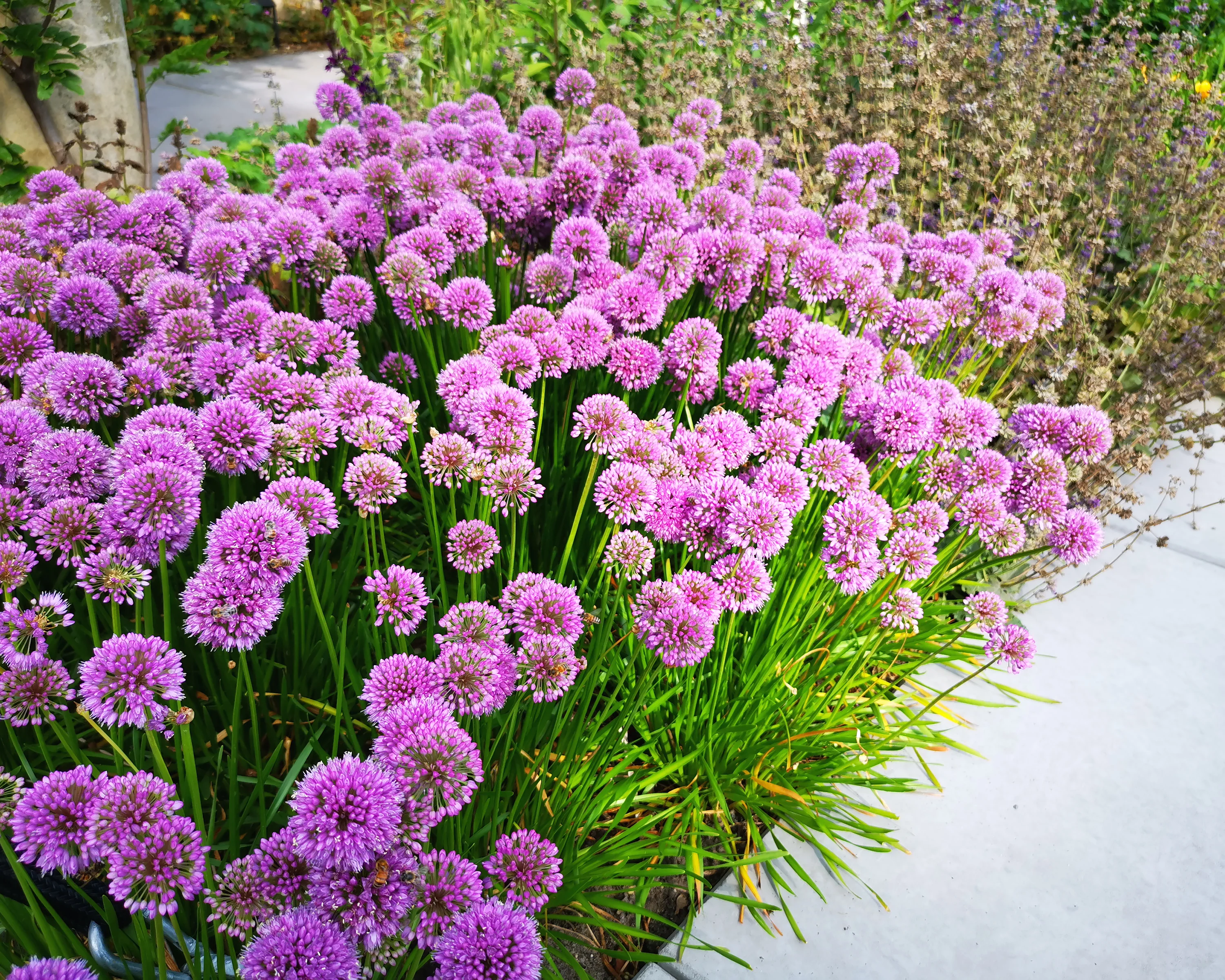 Allium 'Millenium' - Image 5