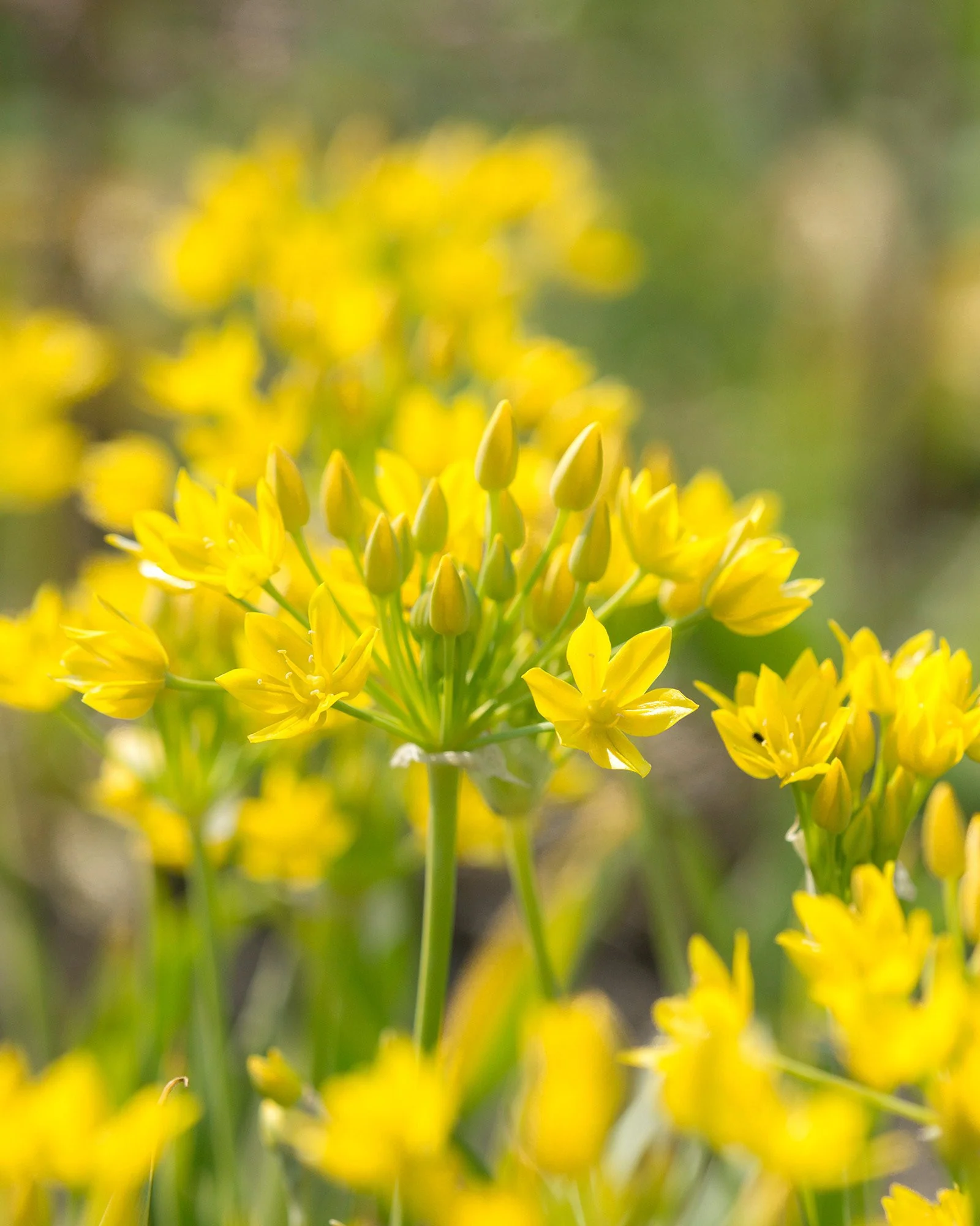 Allium moly - Image 6