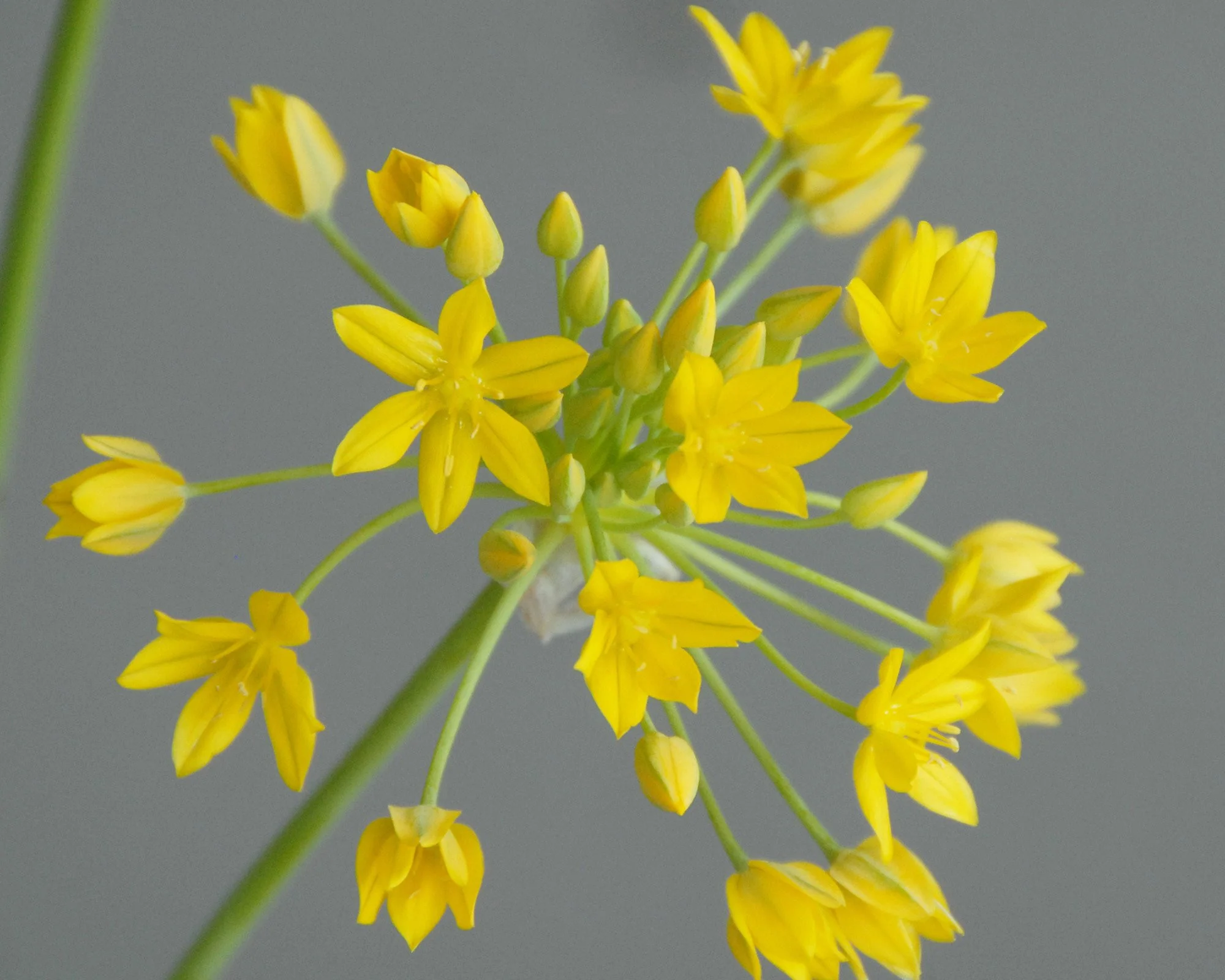 Allium moly - Image 8