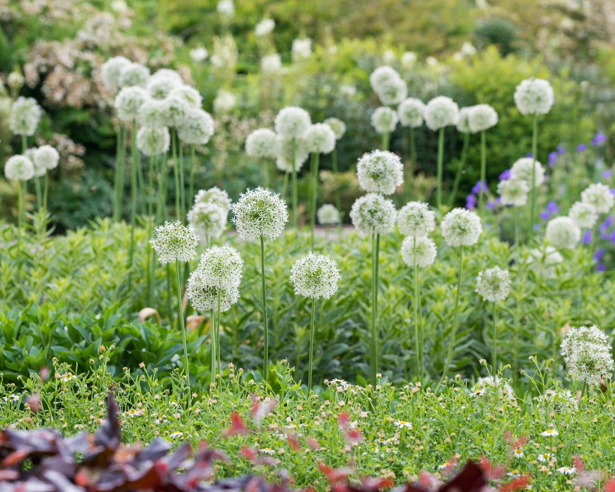Allium 'Mount Everest' - Image 4