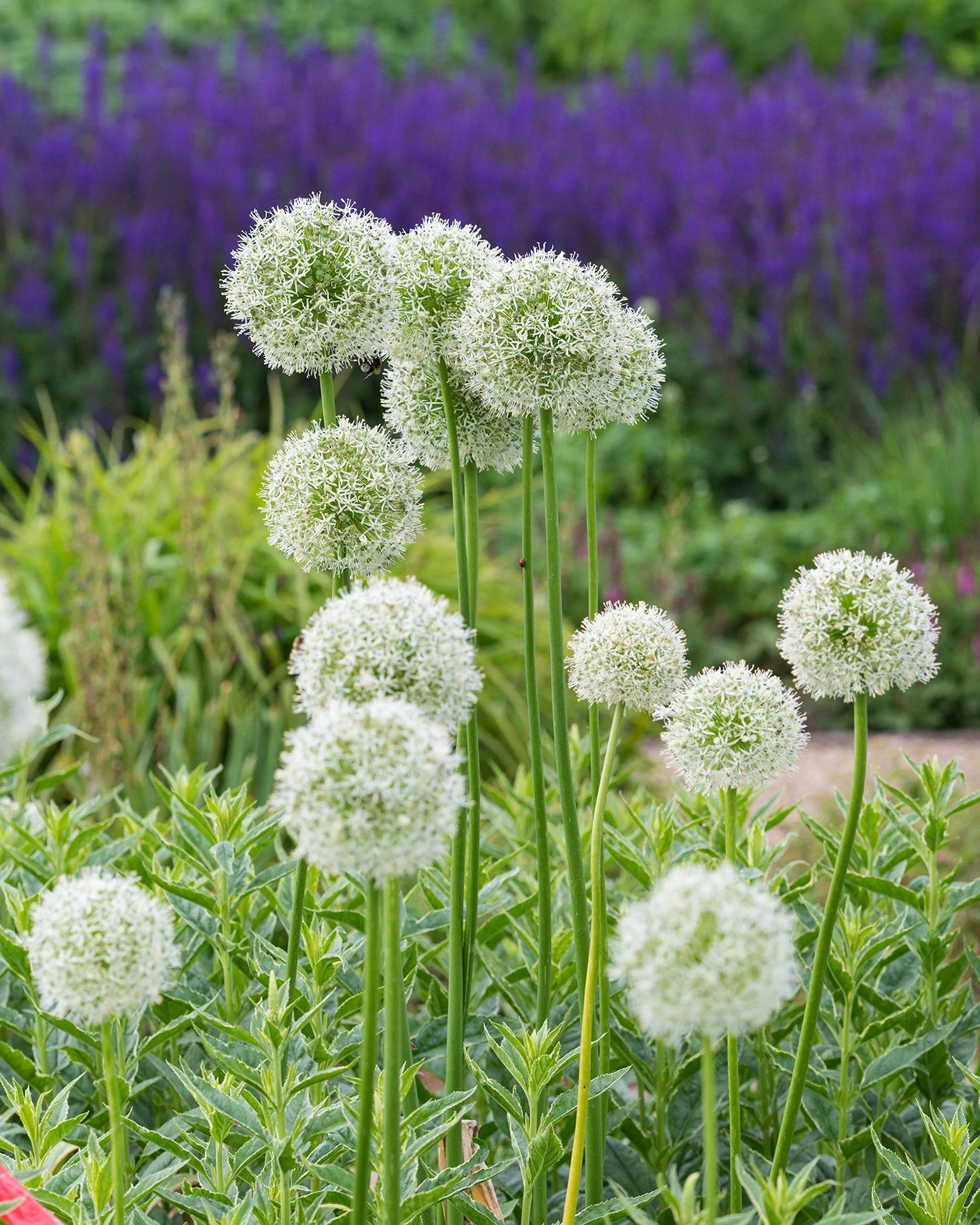 Allium 'Mount Everest' - Image 5