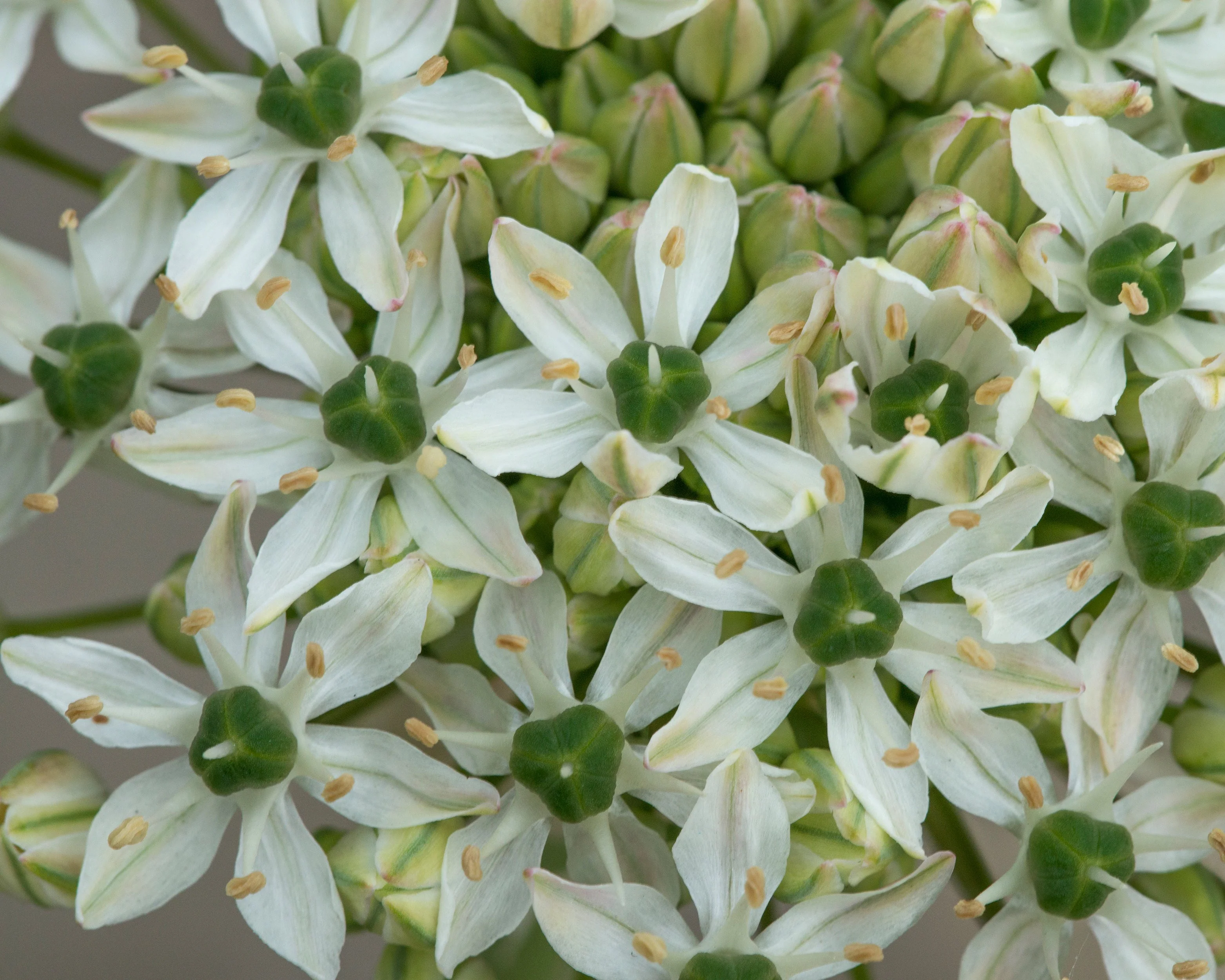 Allium multibulbosum 'Nigrum' - Image 3
