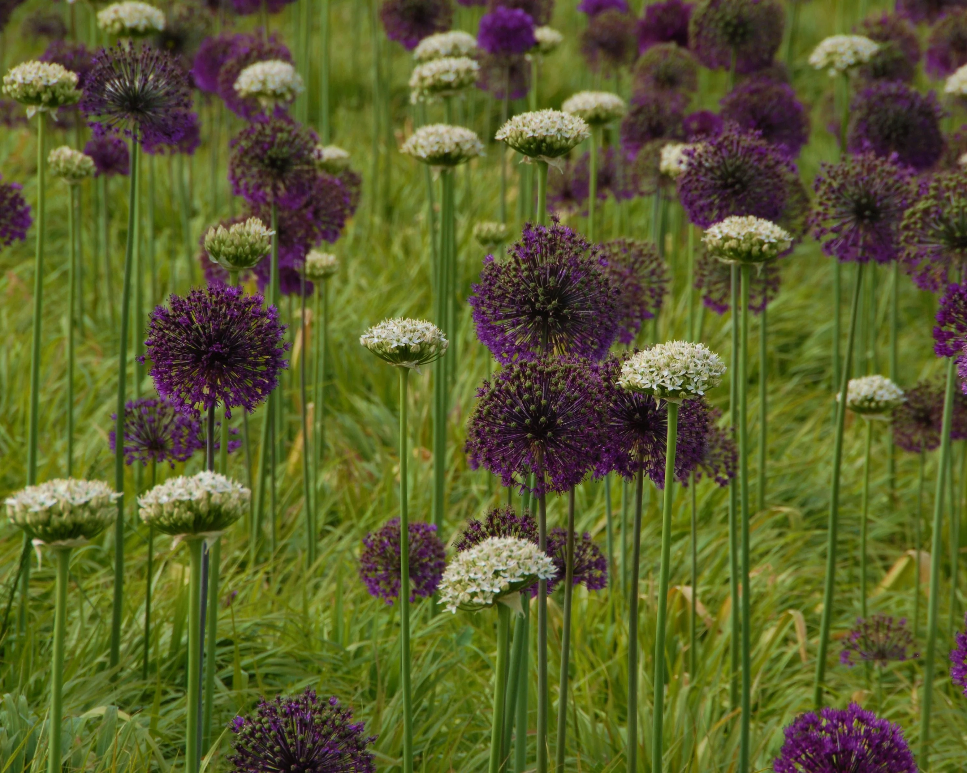Allium multibulbosum 'Nigrum' - Image 5