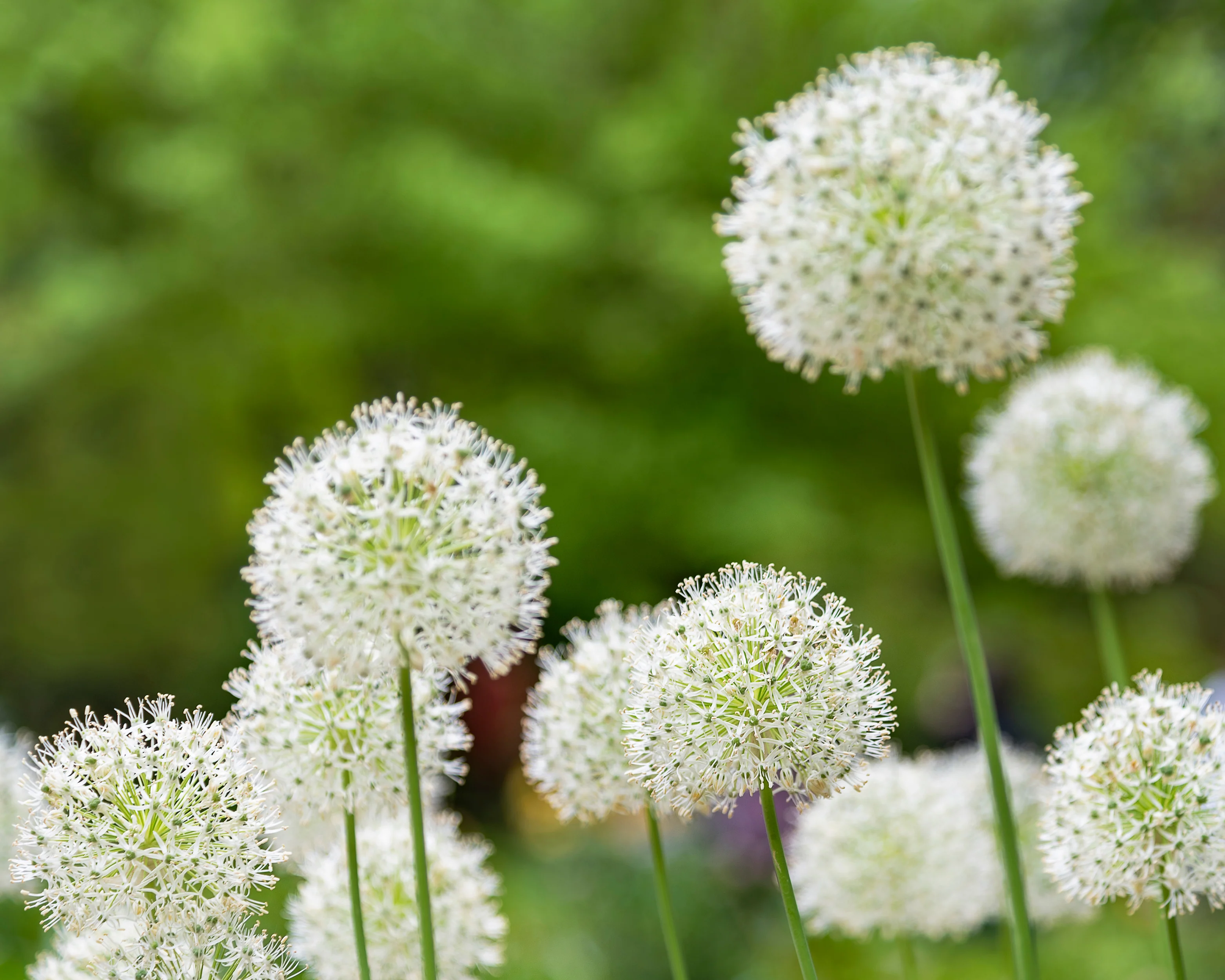 Allium multibulbosum 'Nigrum' - Image 6